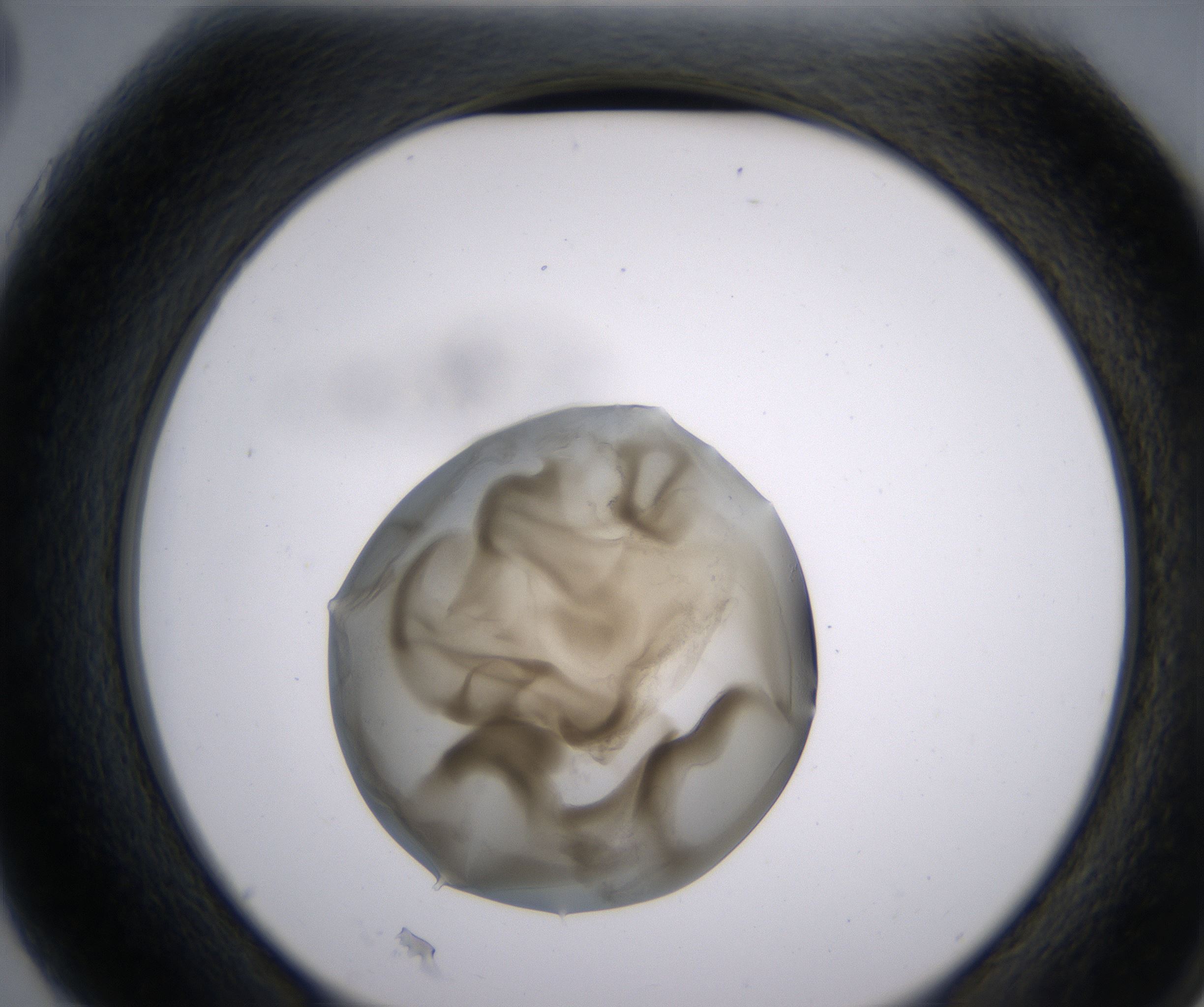 G3_HighResolution_Precipitate_2.jpg
