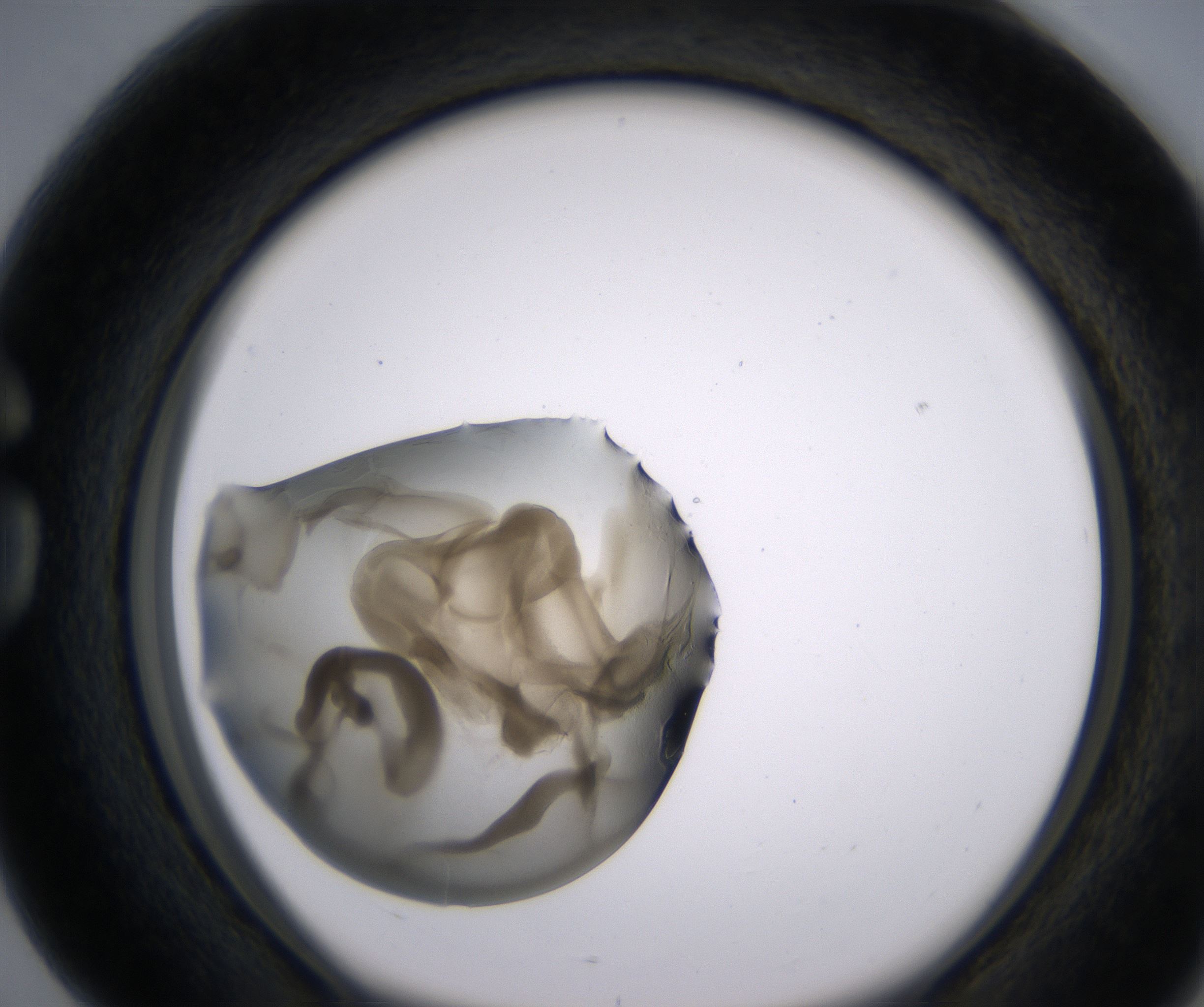 G4_HighResolution_Precipitate_1.jpg