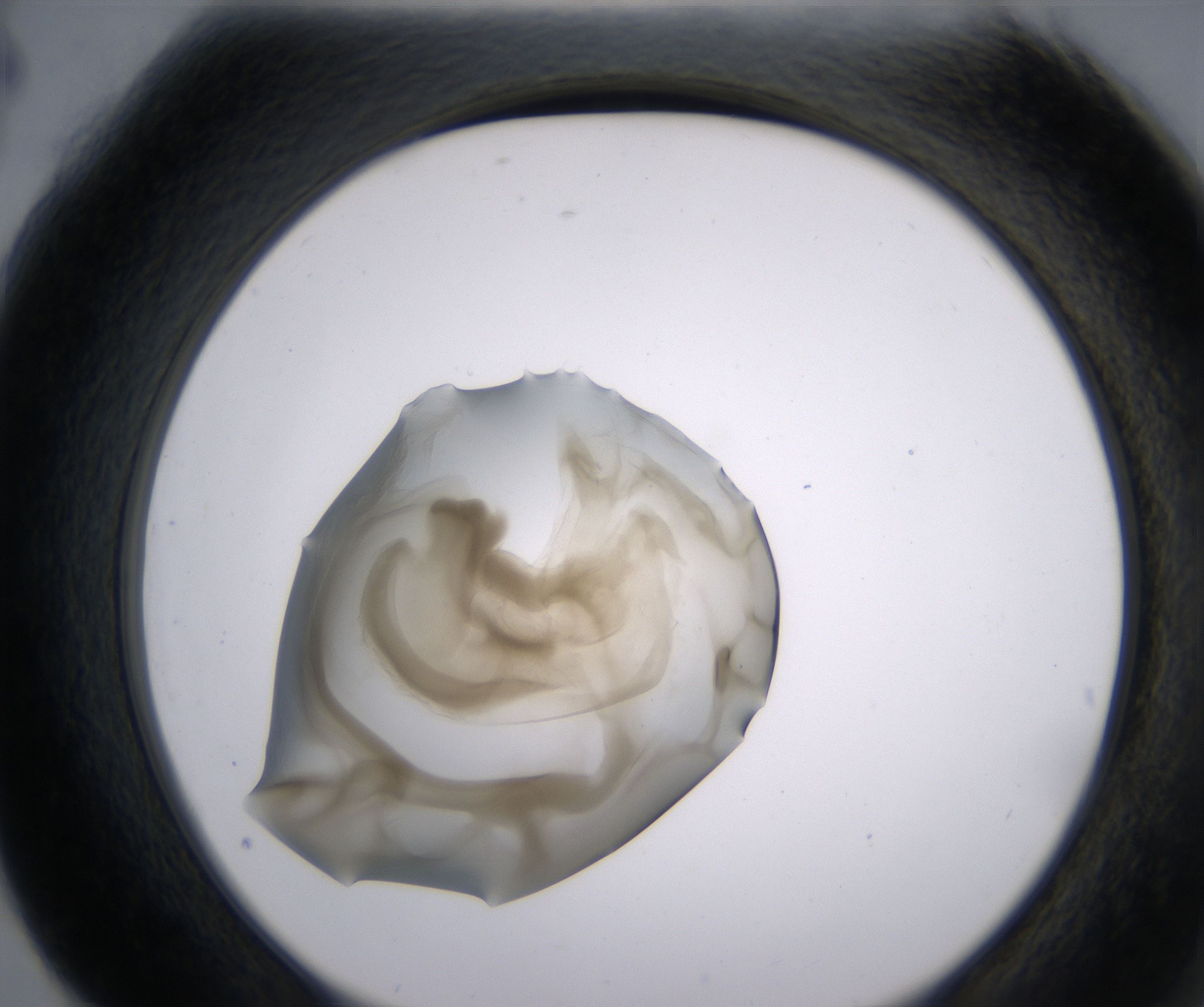G4_HighResolution_Precipitate_2.jpg