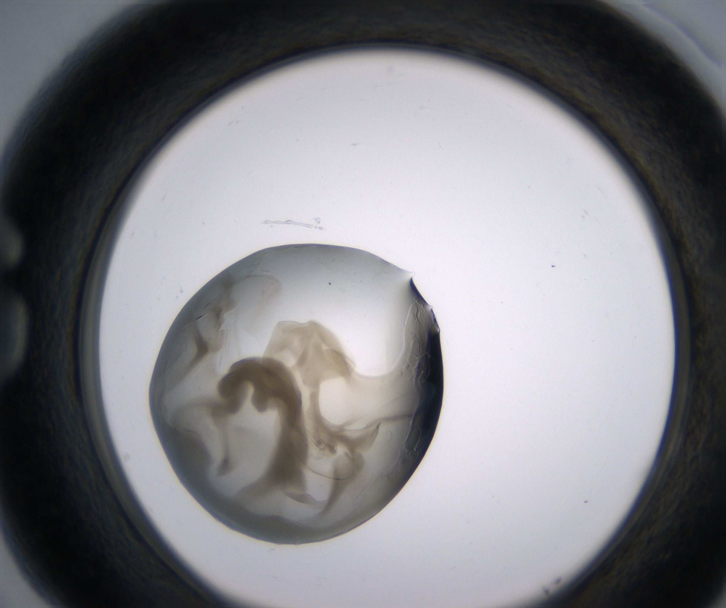 G5_HighResolution_Precipitate_1.jpg