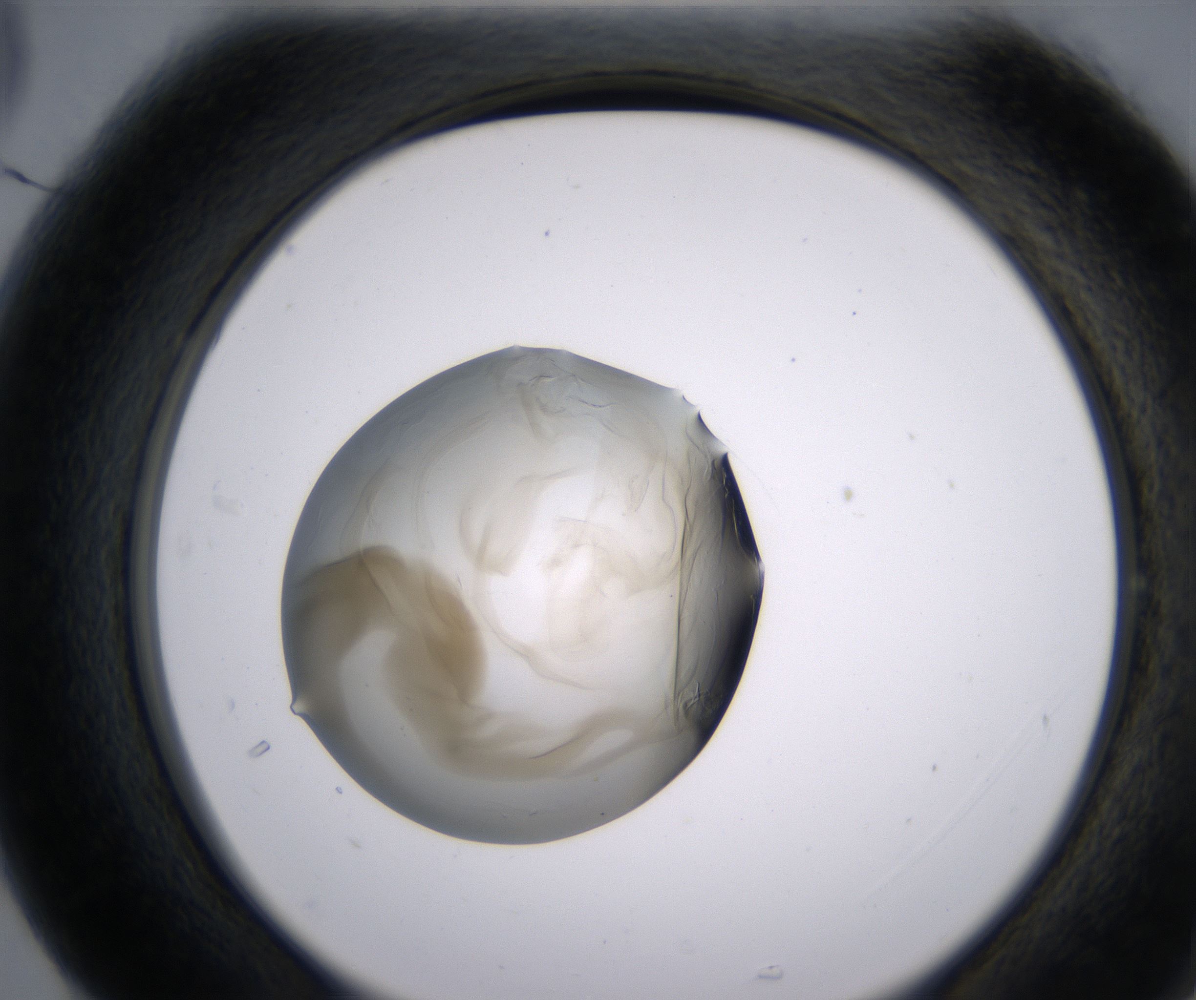 G5_HighResolution_Precipitate_2.jpg