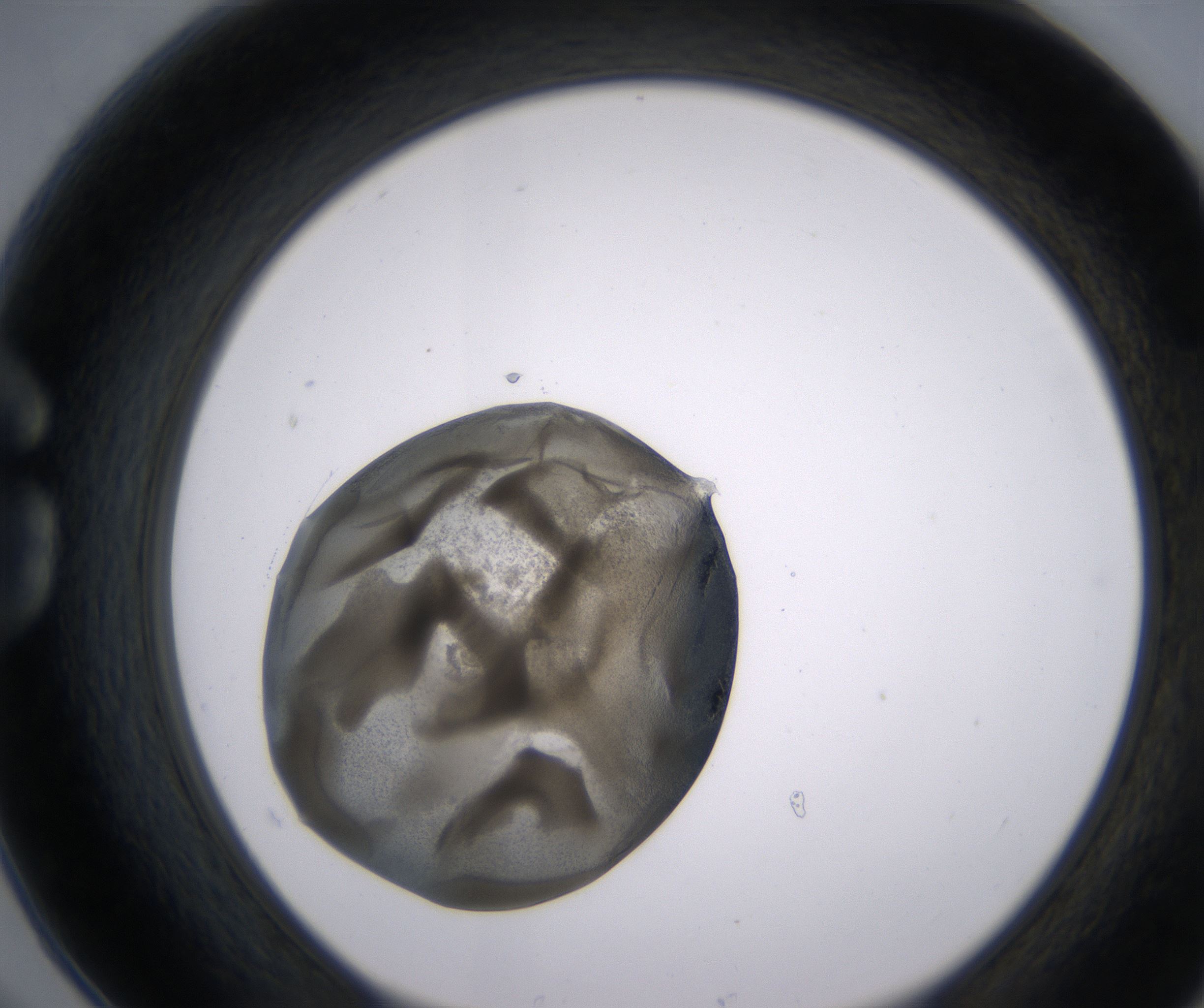 G6_HighResolution_Precipitate_1.jpg