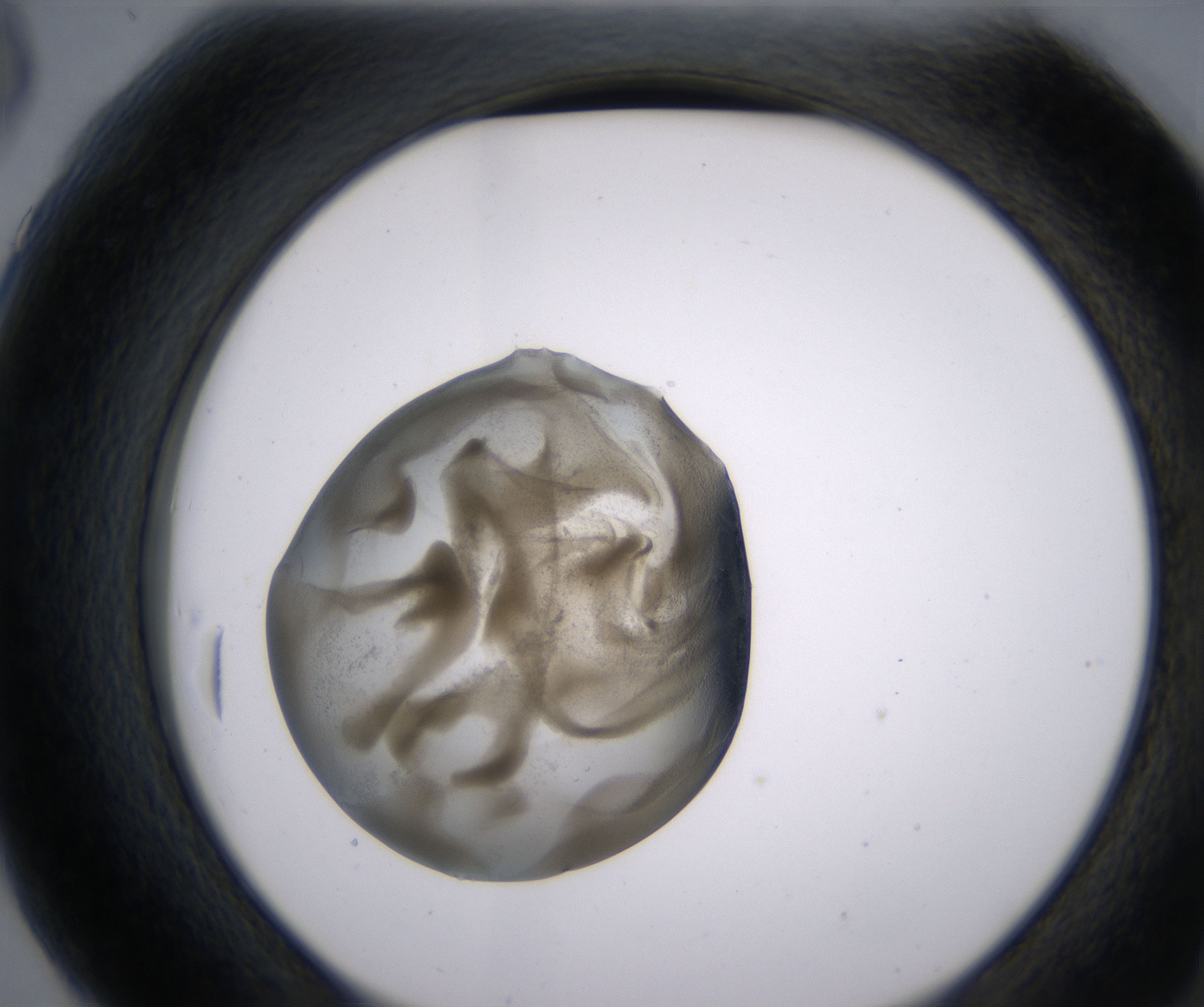 G6_HighResolution_Precipitate_2.jpg