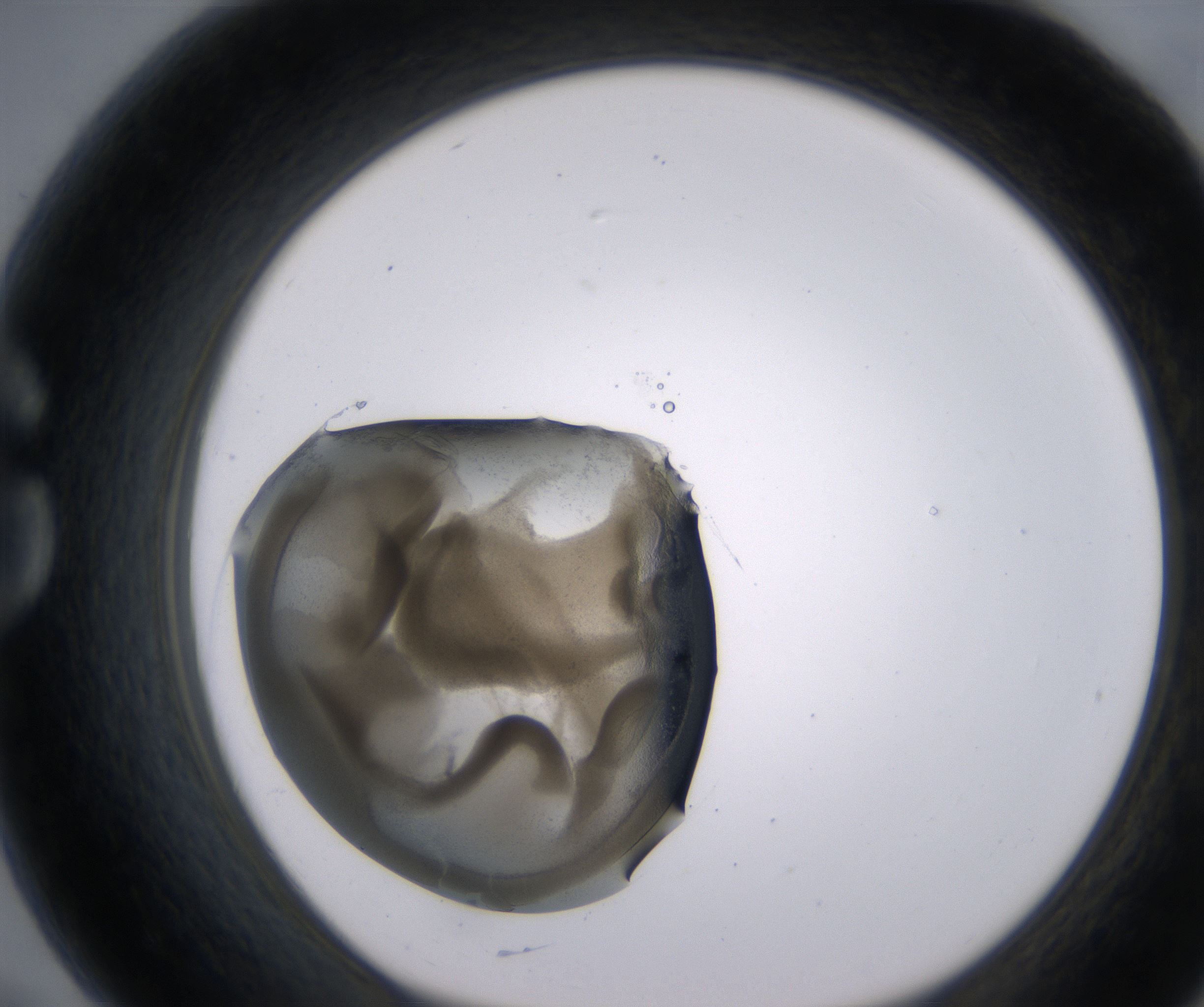 G7_HighResolution_Precipitate_1.jpg