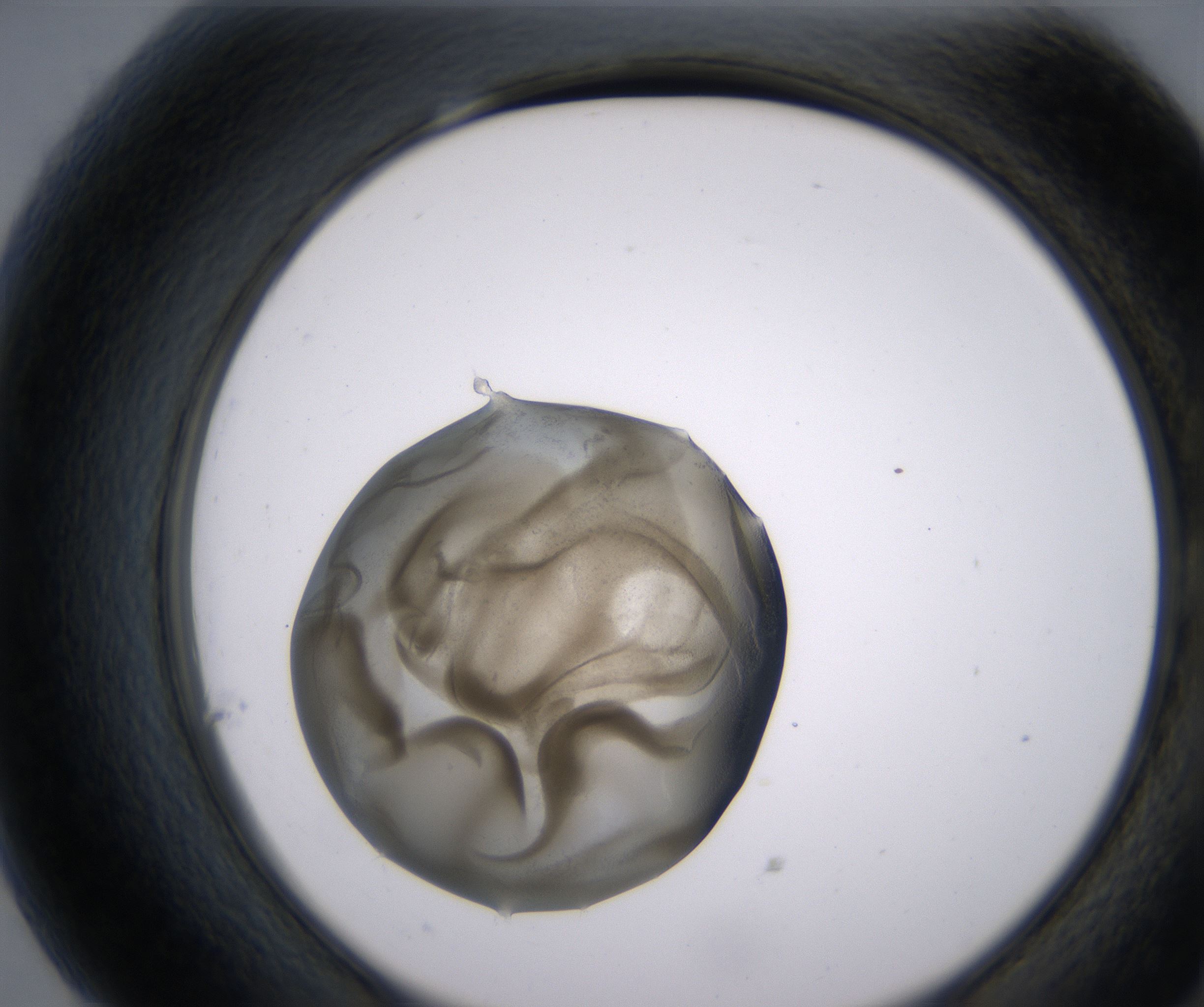 G7_HighResolution_Precipitate_2.jpg