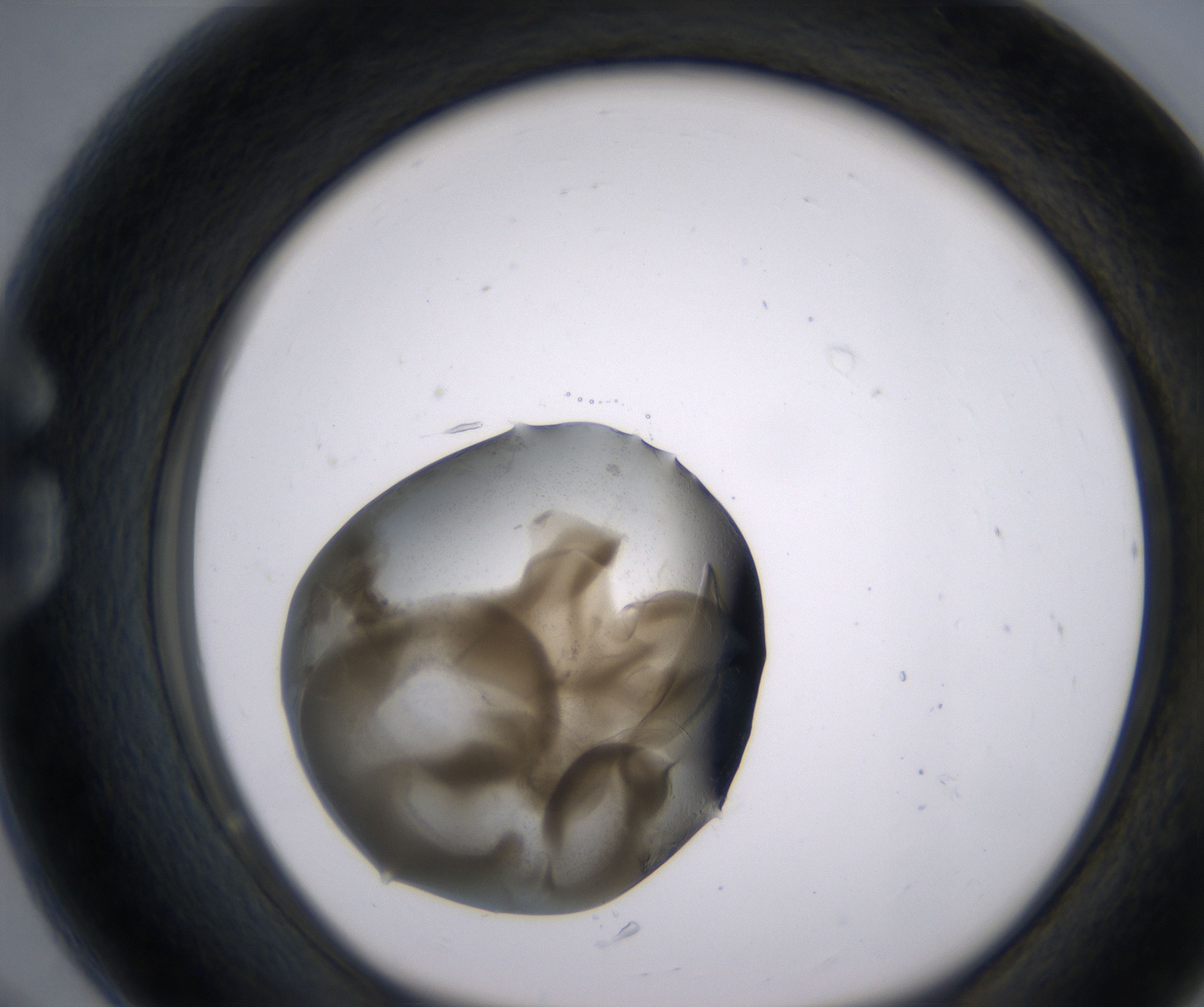 G8_HighResolution_Precipitate_1.jpg