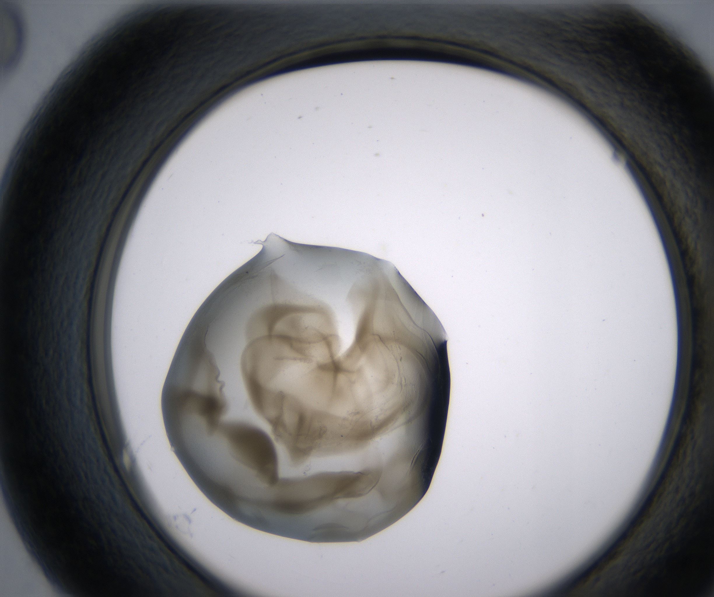 G8_HighResolution_Precipitate_2.jpg