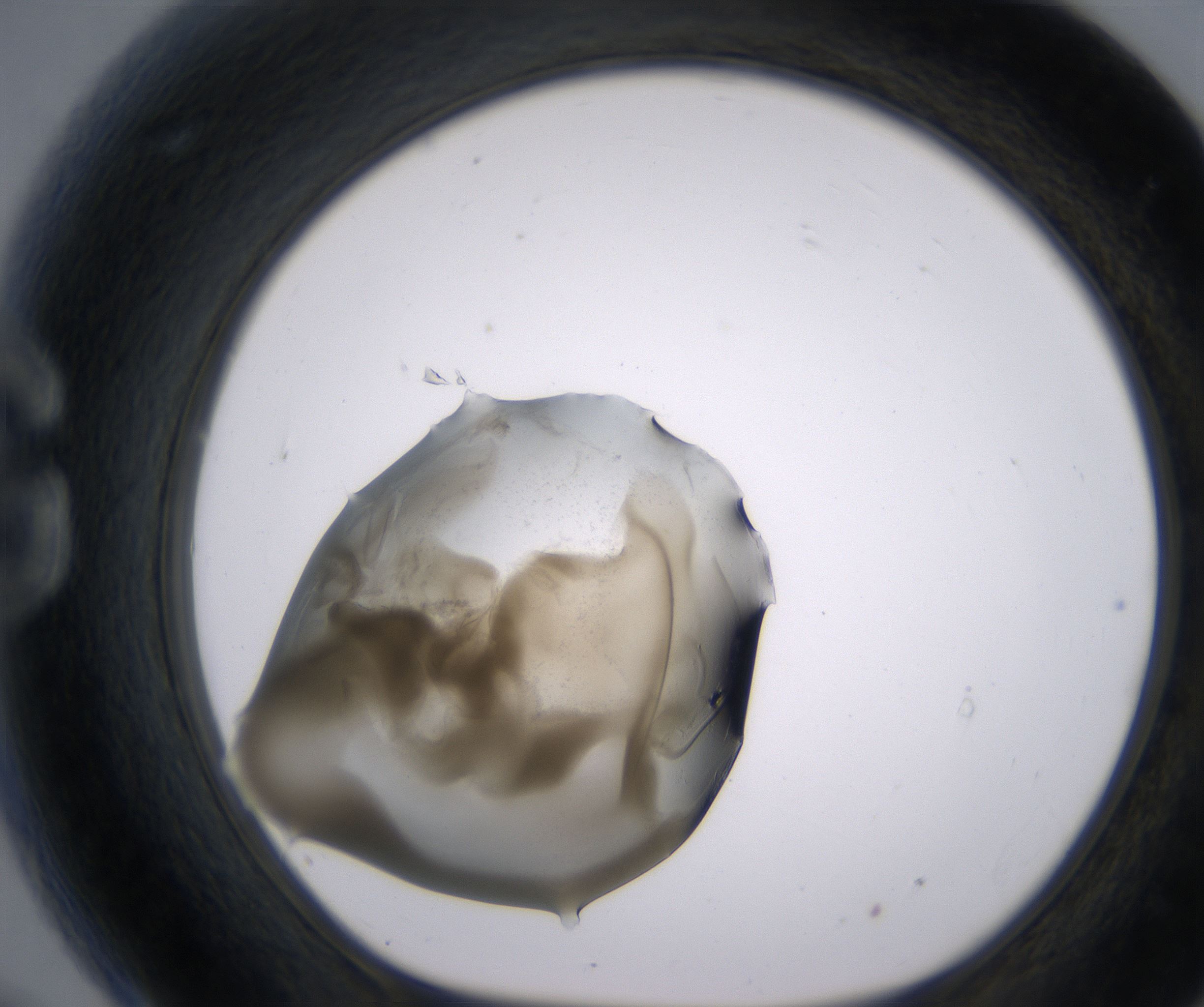 G9_HighResolution_Precipitate_1.jpg