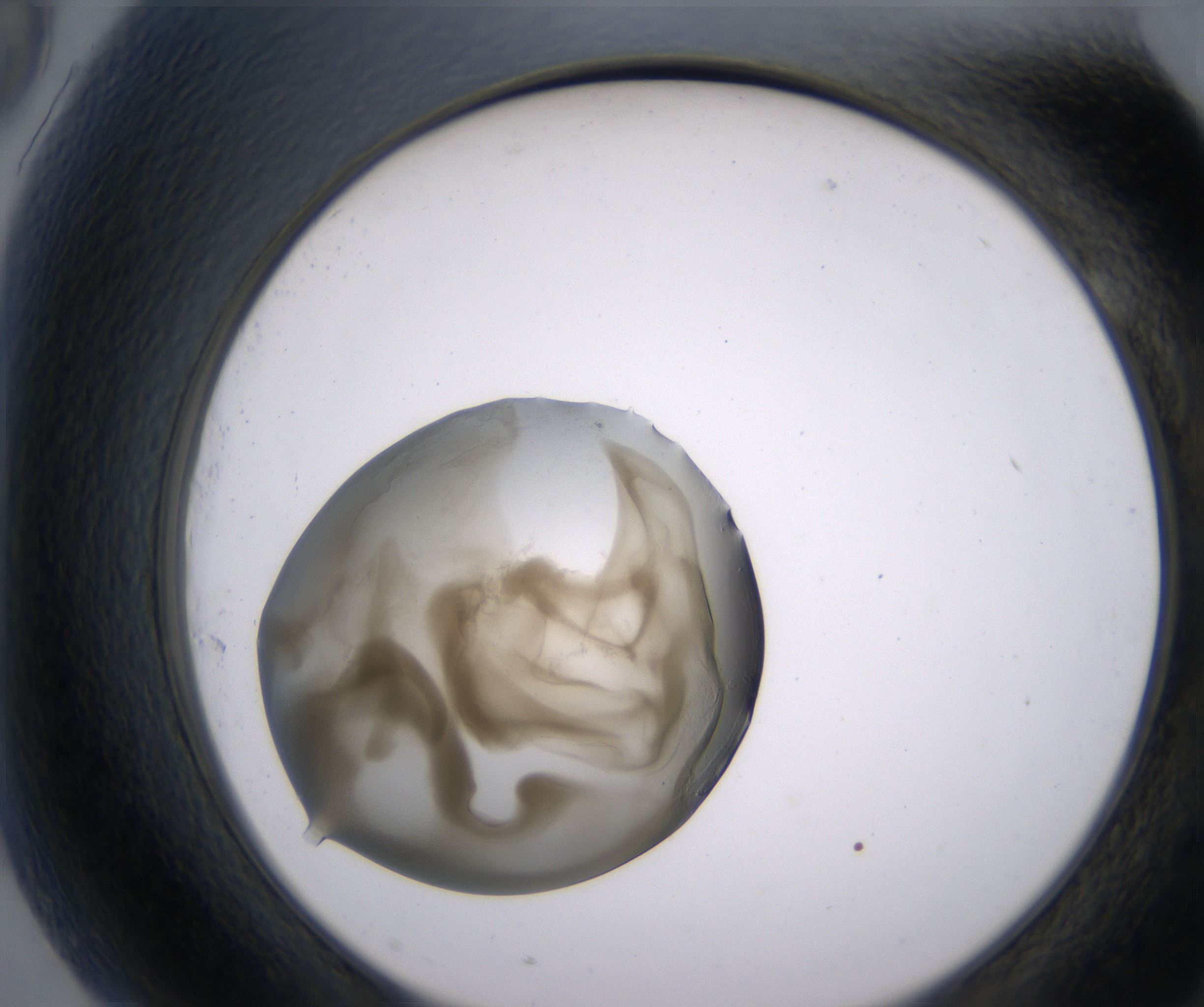 G9_HighResolution_Precipitate_2.jpg