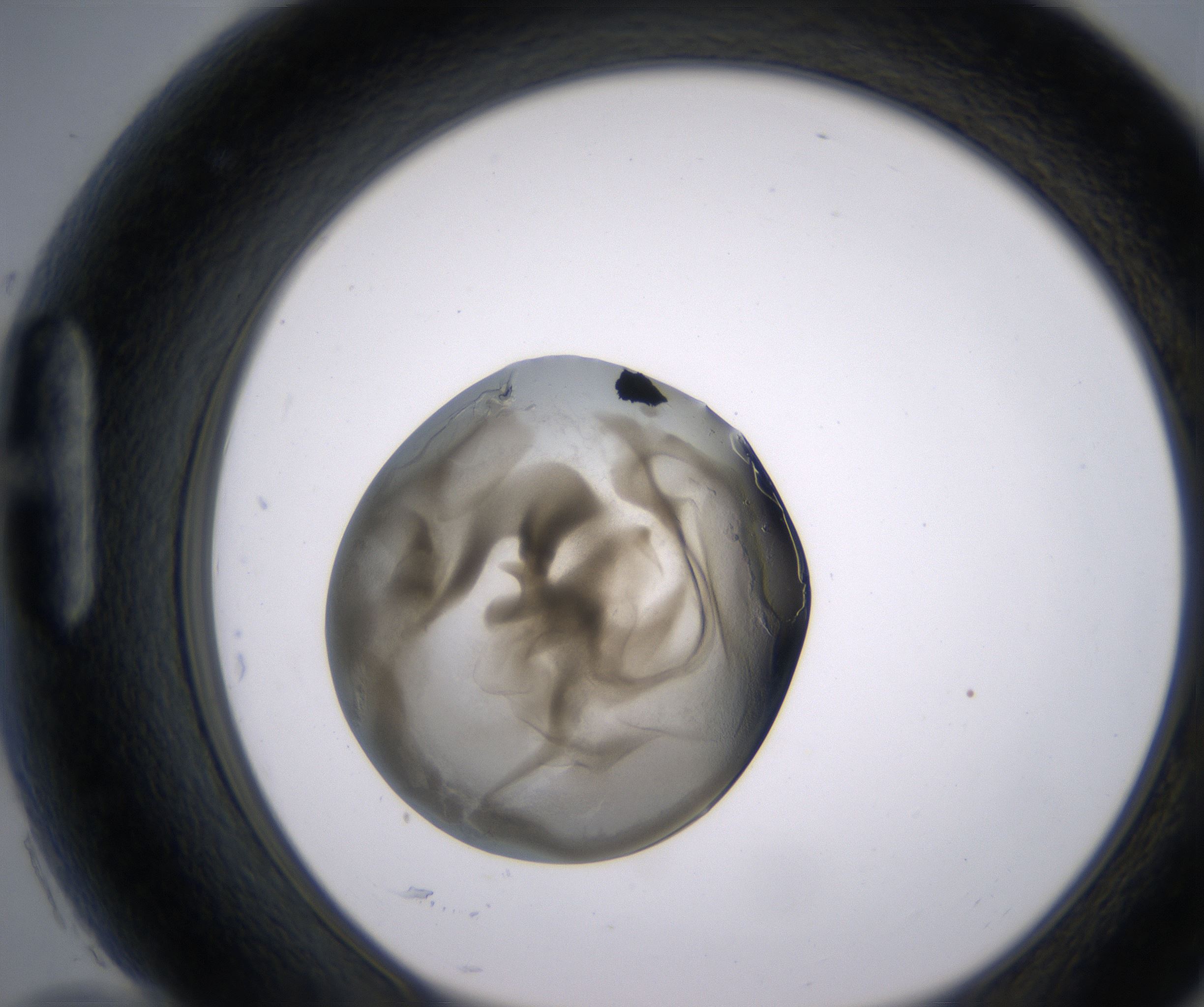 H10_HighResolution_Precipitate_1.jpg