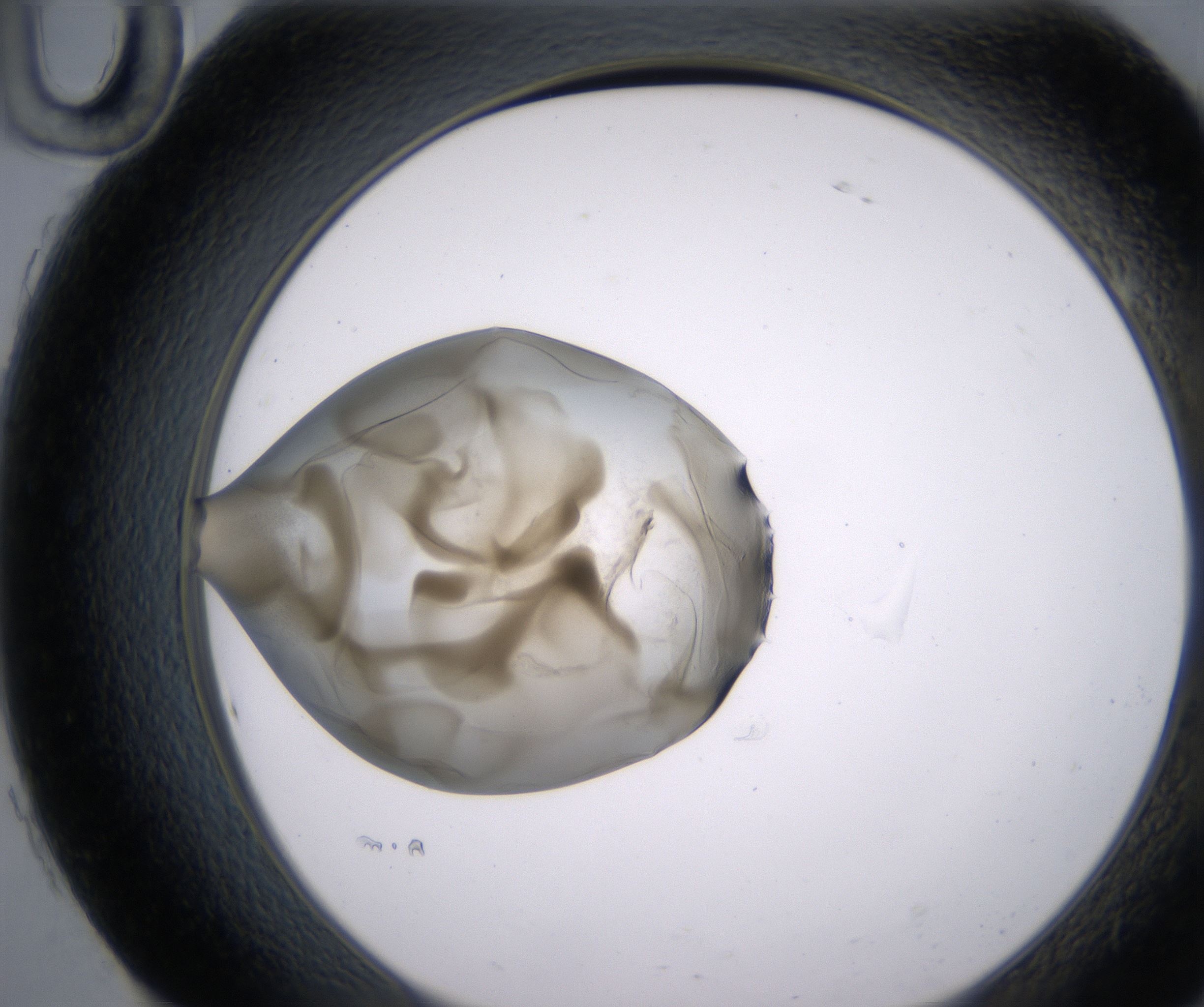 H10_HighResolution_Precipitate_2.jpg