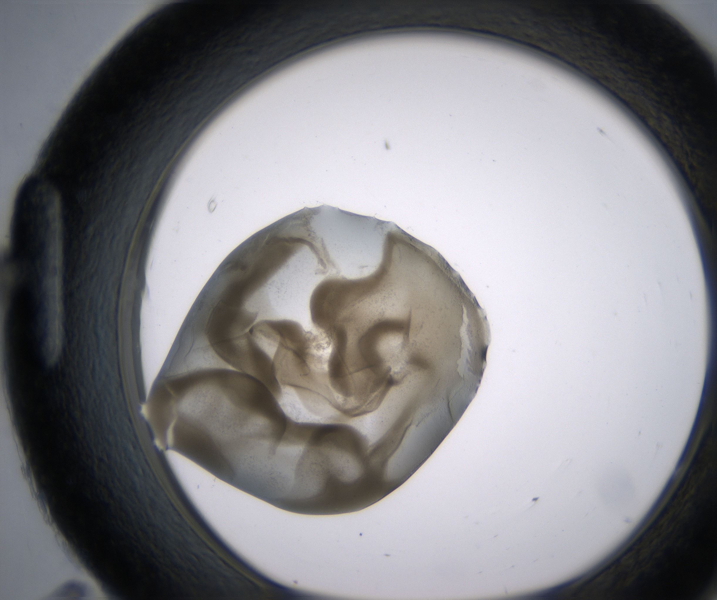 H11_HighResolution_Precipitate_1.jpg