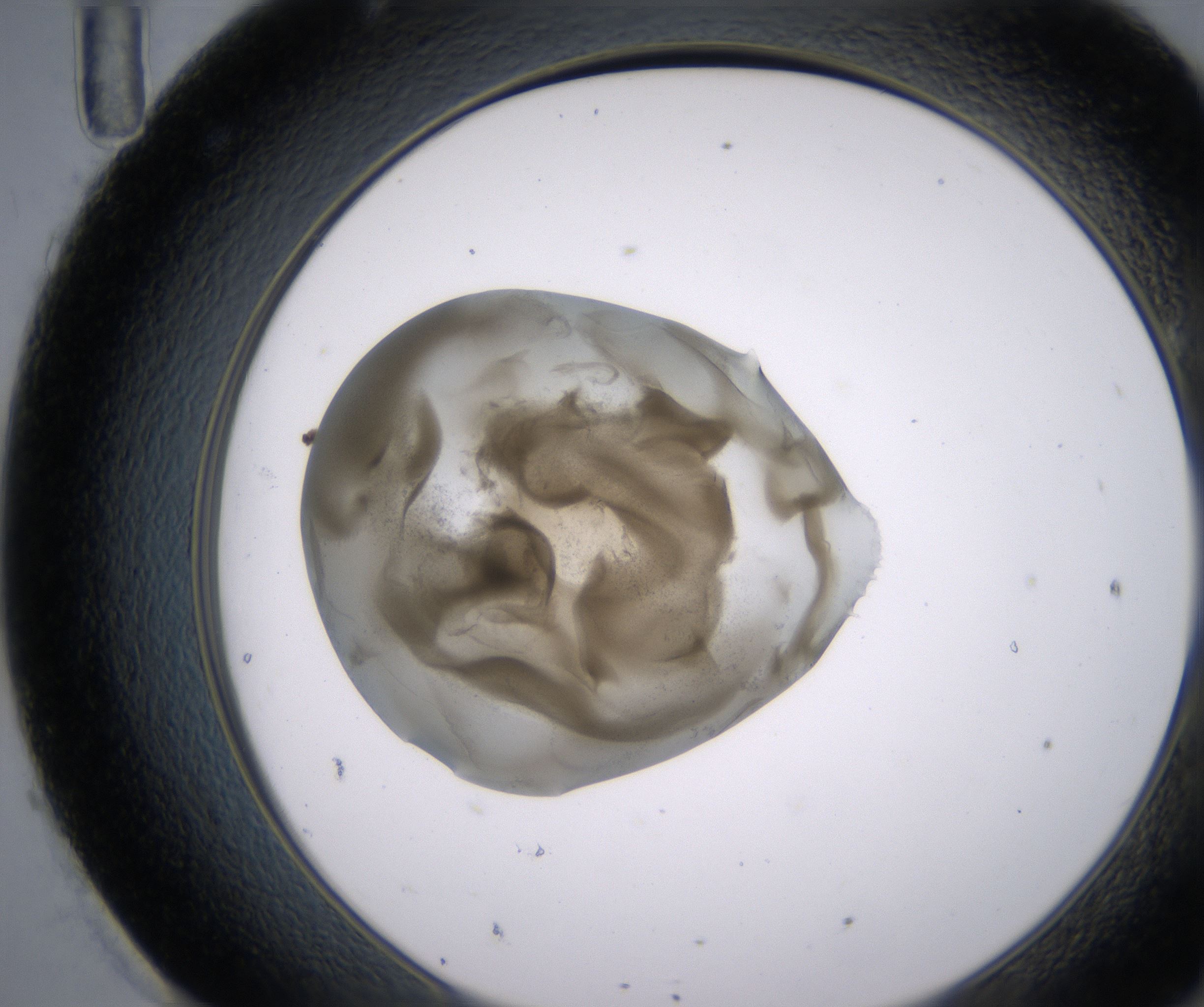 H11_HighResolution_Precipitate_2.jpg