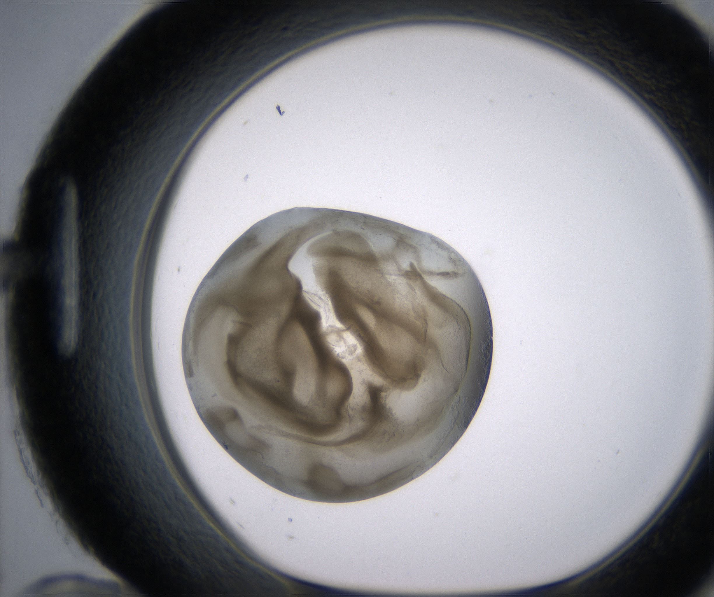 H12_HighResolution_Precipitate_1.jpg
