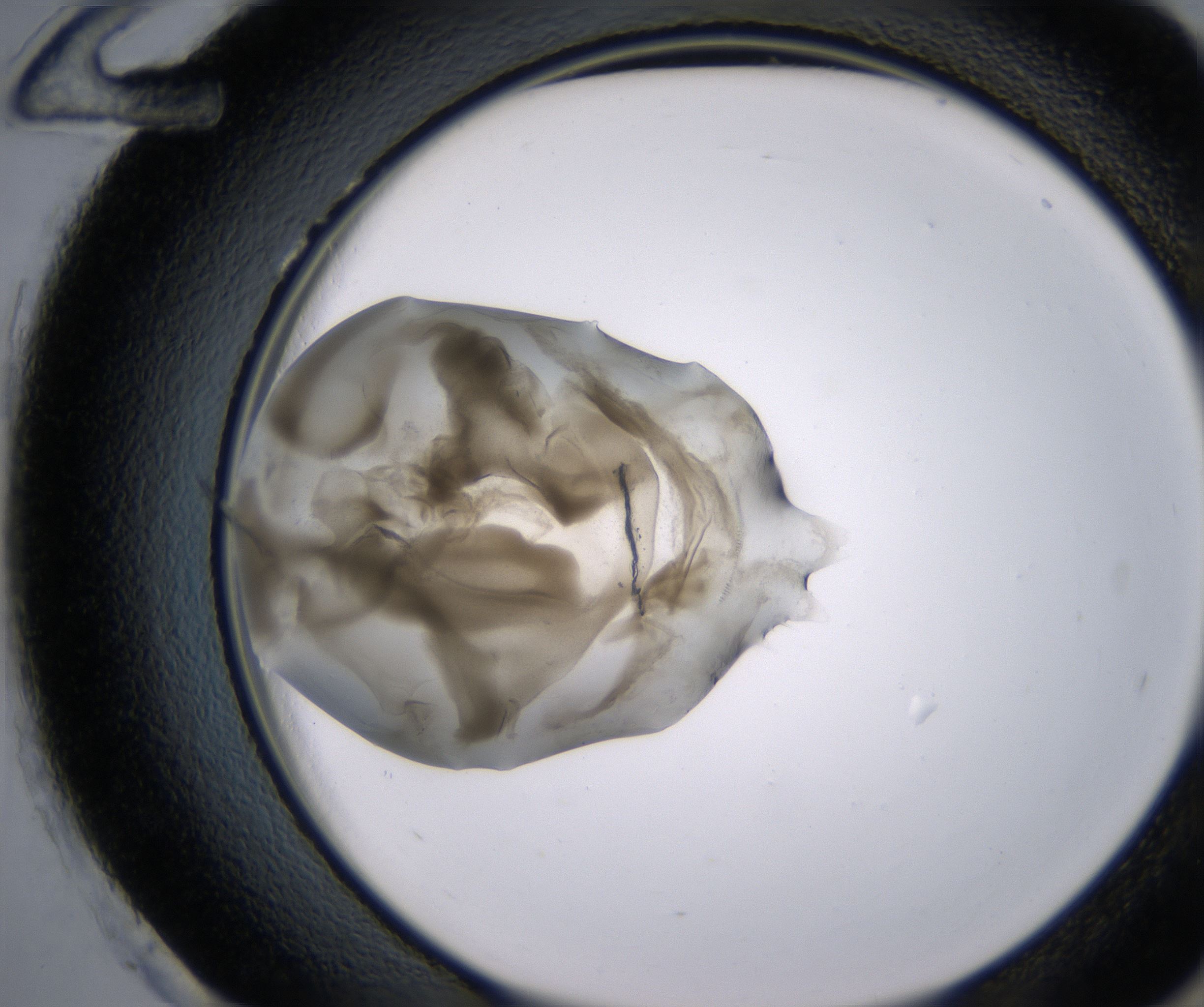 H12_HighResolution_Precipitate_2.jpg