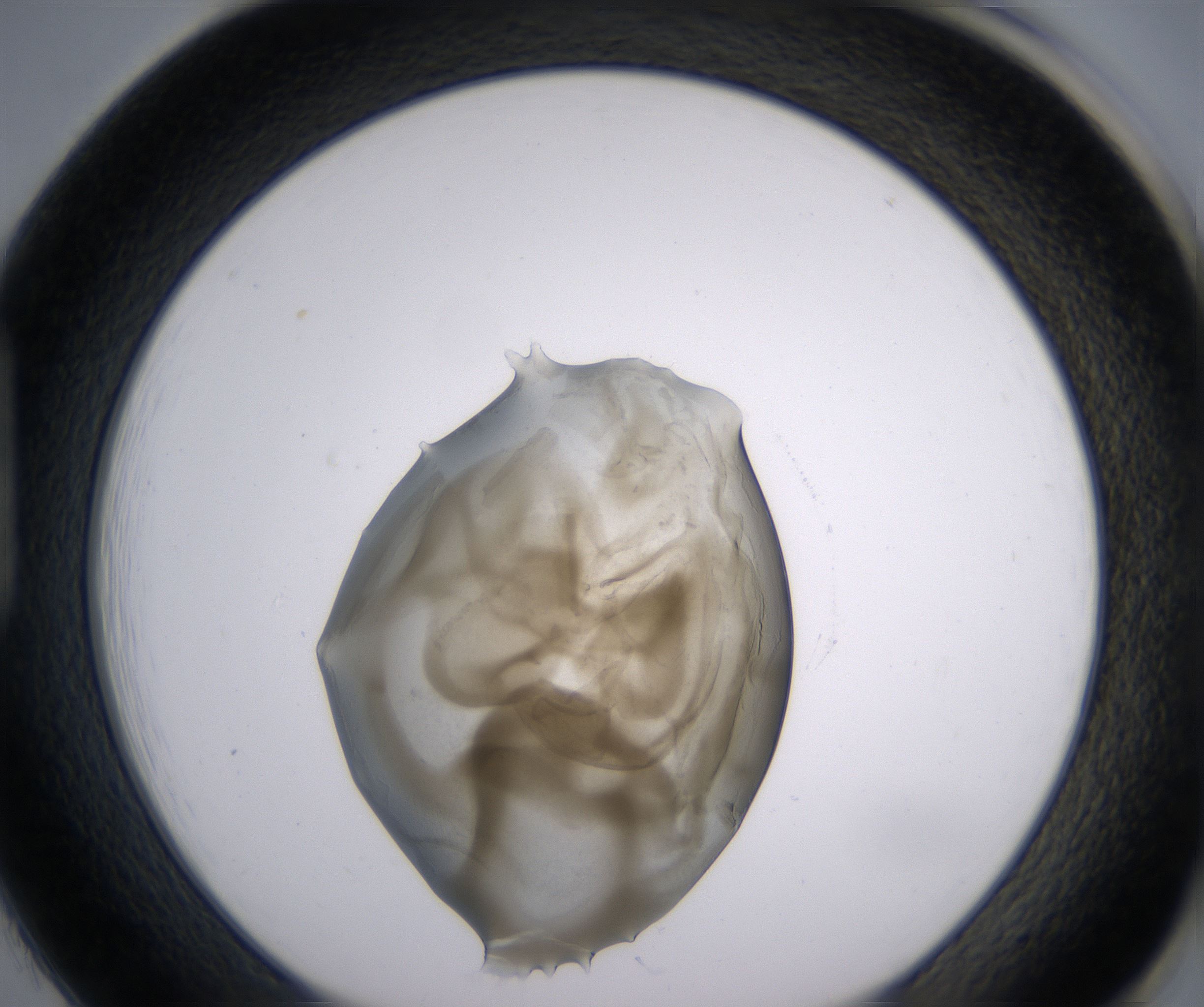 H1_HighResolution_Precipitate_1.jpg