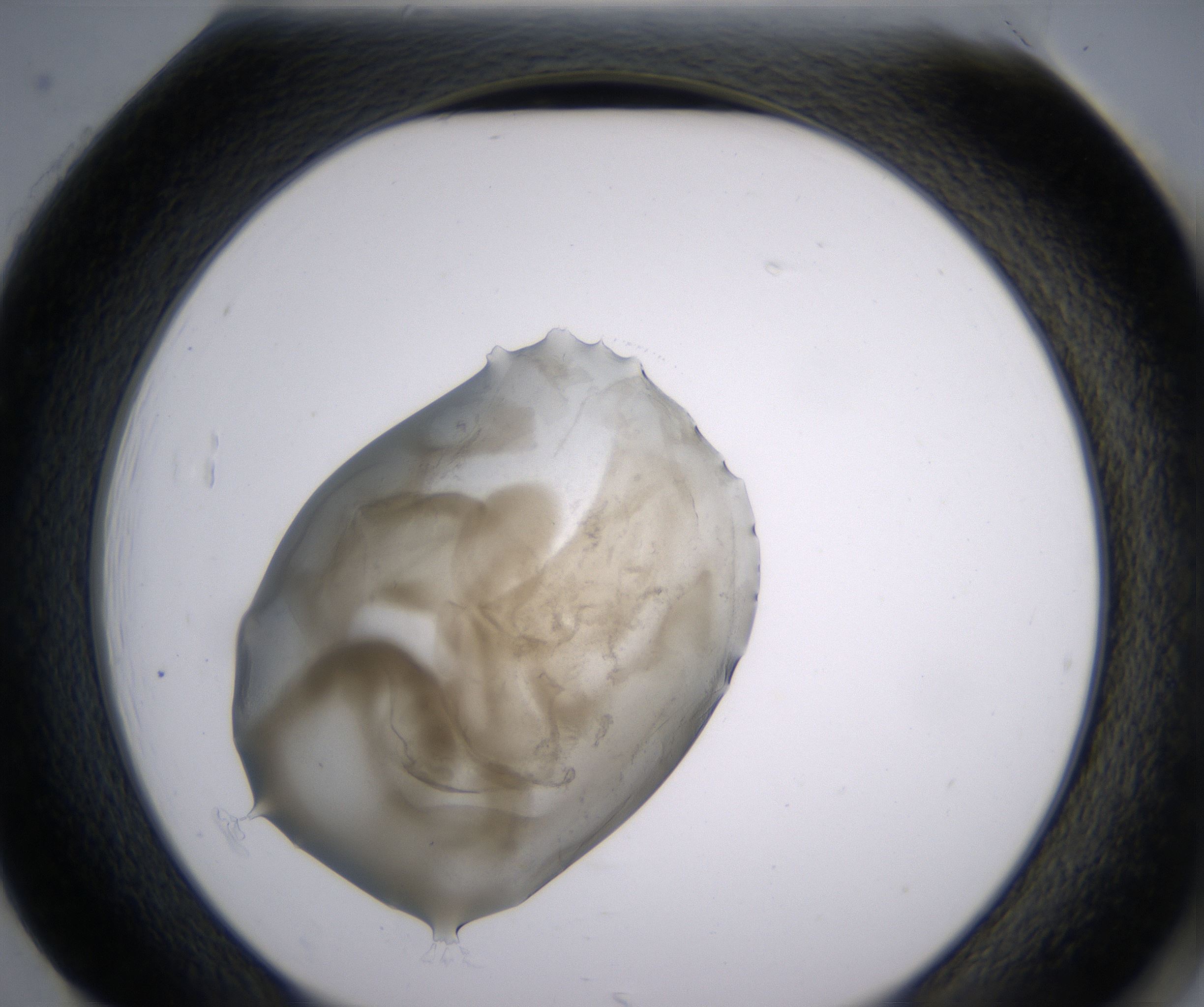 H1_HighResolution_Precipitate_2.jpg