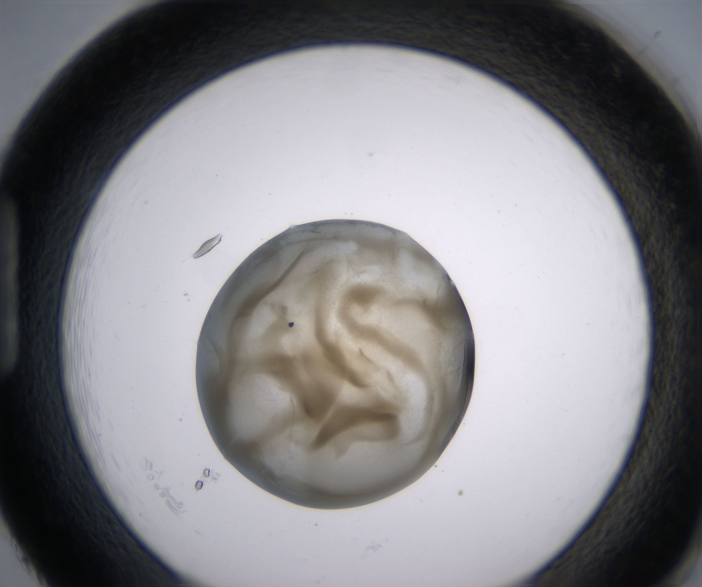 H2_HighResolution_Precipitate_1.jpg