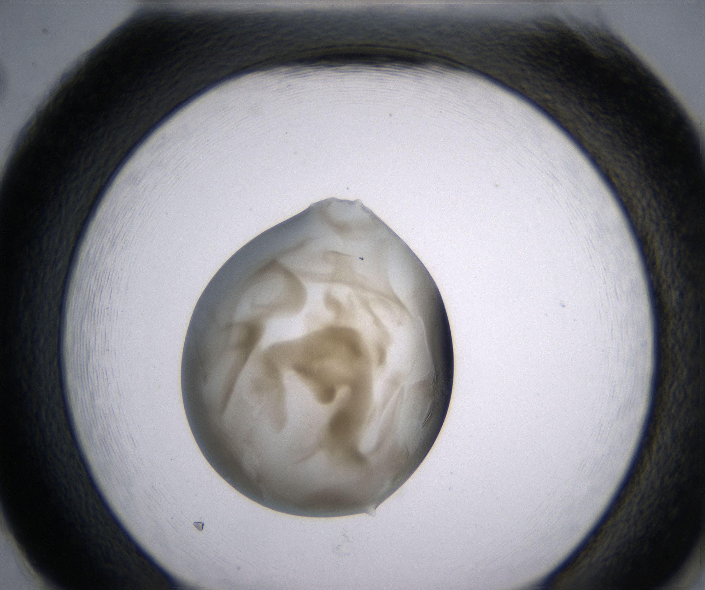 H2_HighResolution_Precipitate_2.jpg