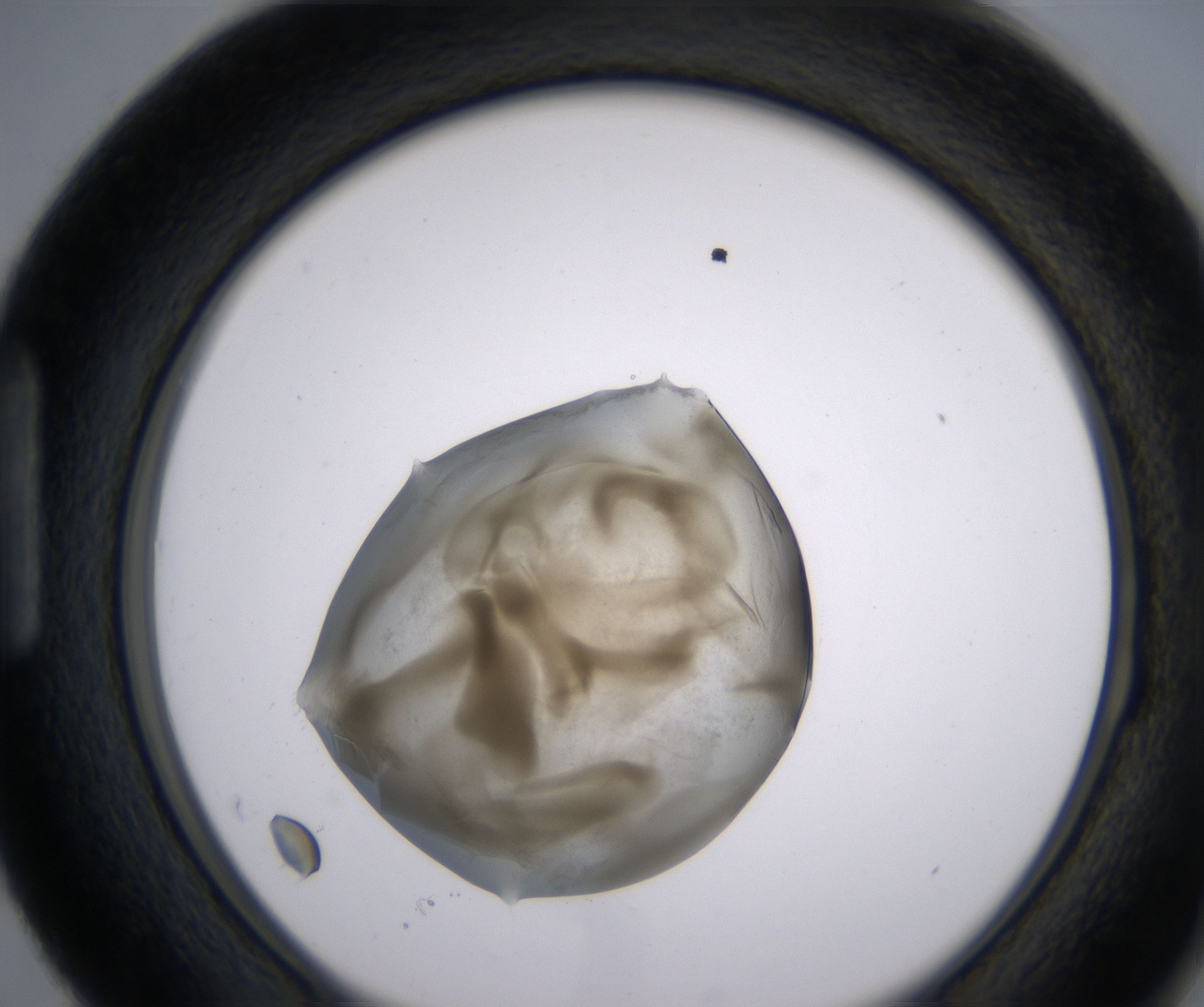 H3_HighResolution_Precipitate_1.jpg