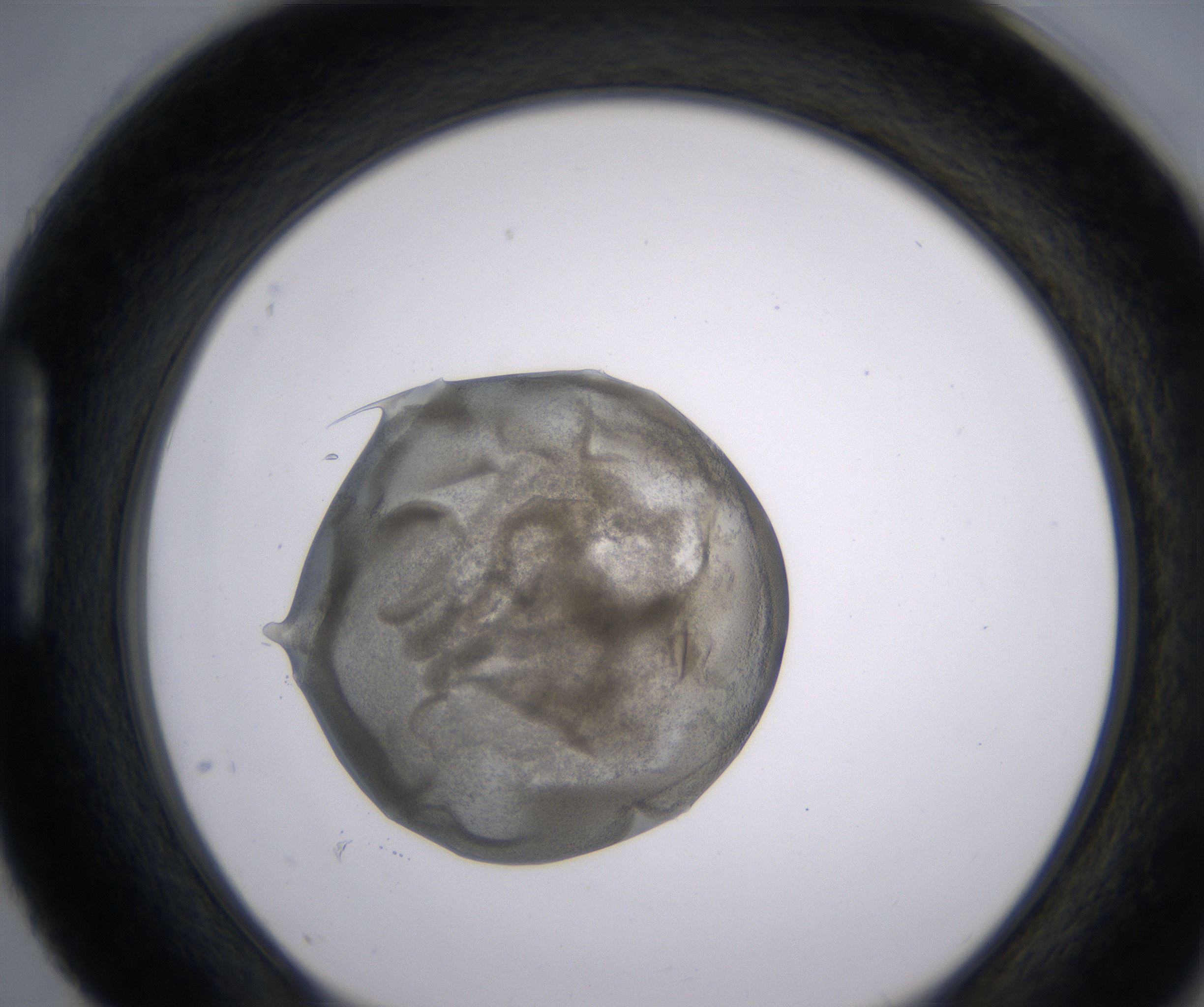 H4_HighResolution_Precipitate_1.jpg