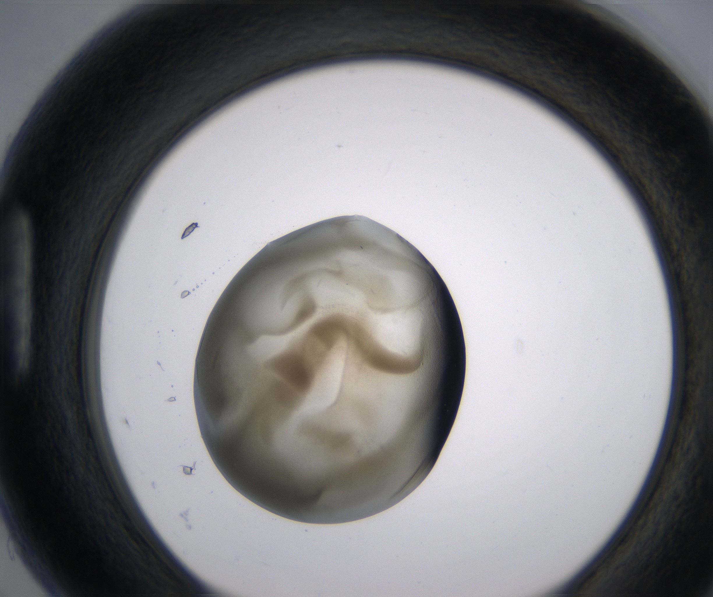 H5_HighResolution_Precipitate_1.jpg