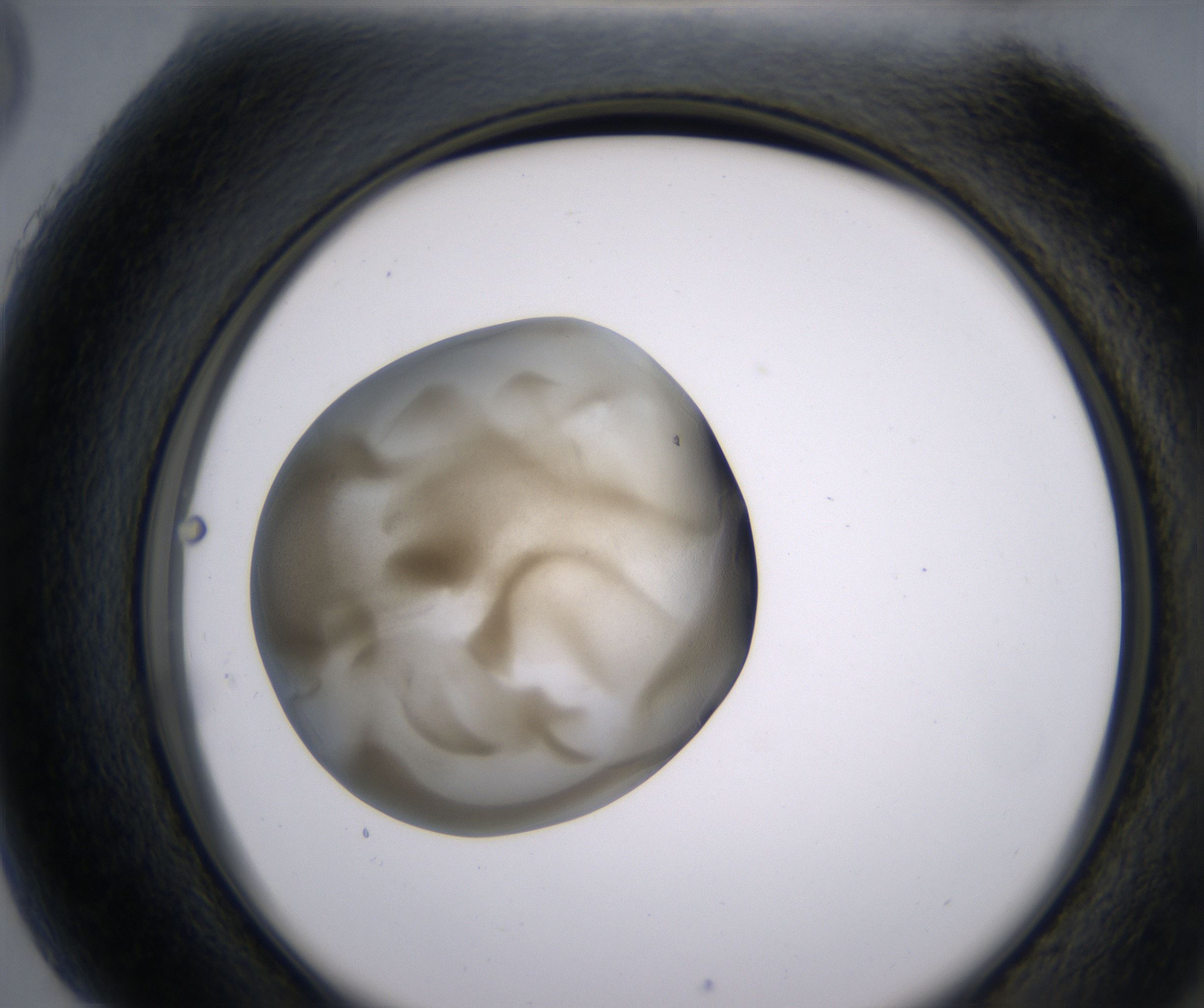 H5_HighResolution_Precipitate_2.jpg