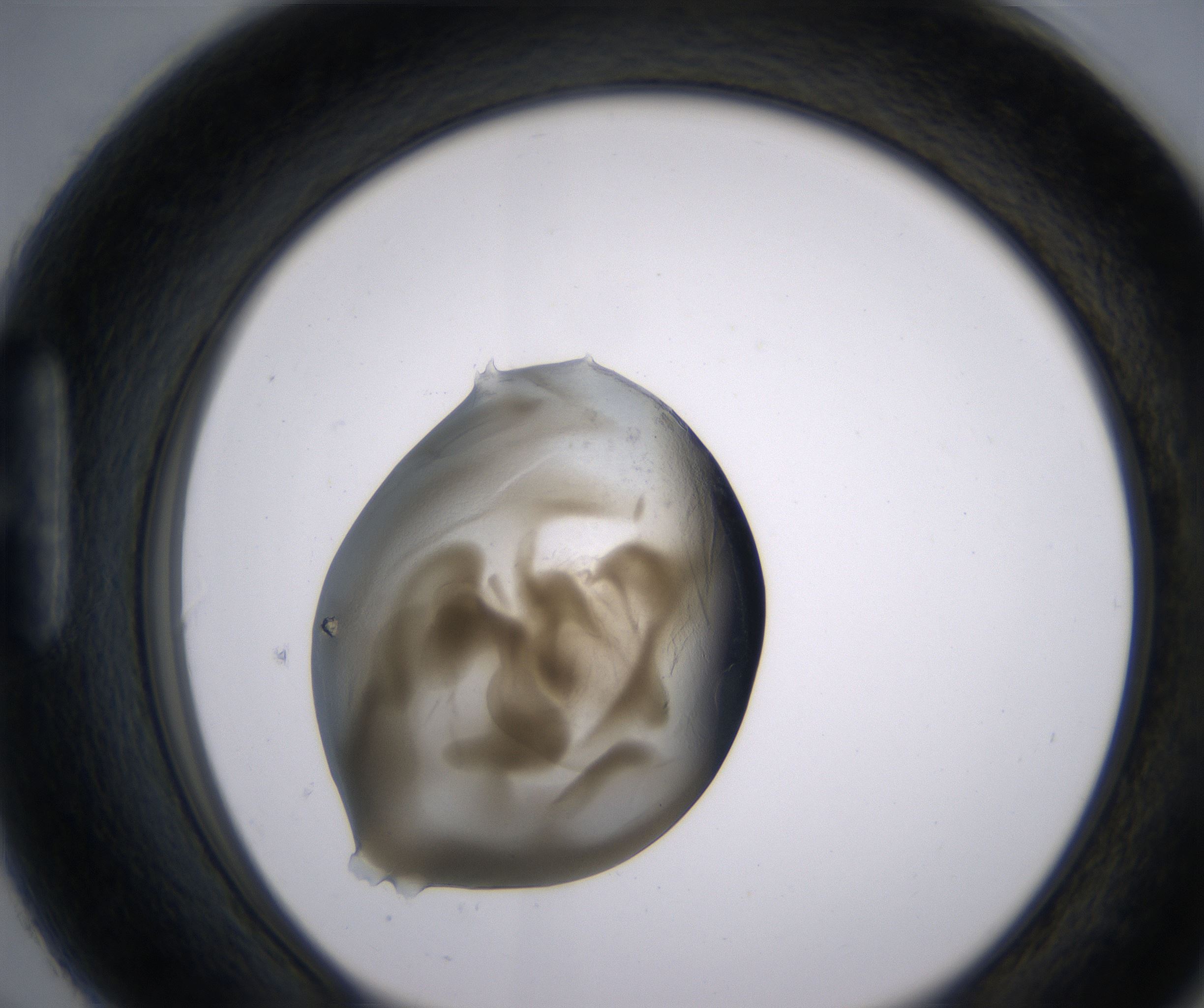 H6_HighResolution_Precipitate_1.jpg