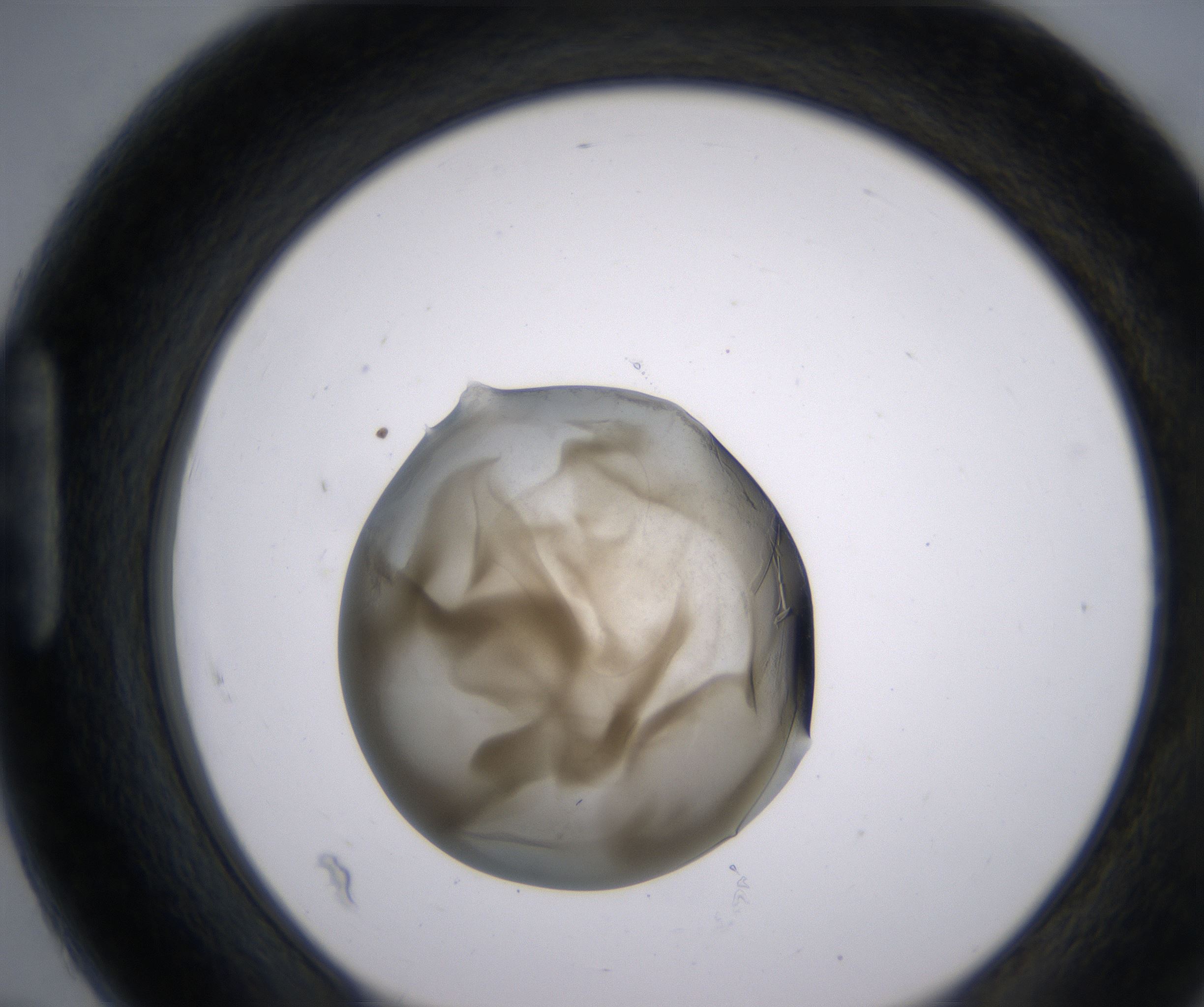 H7_HighResolution_Precipitate_1.jpg