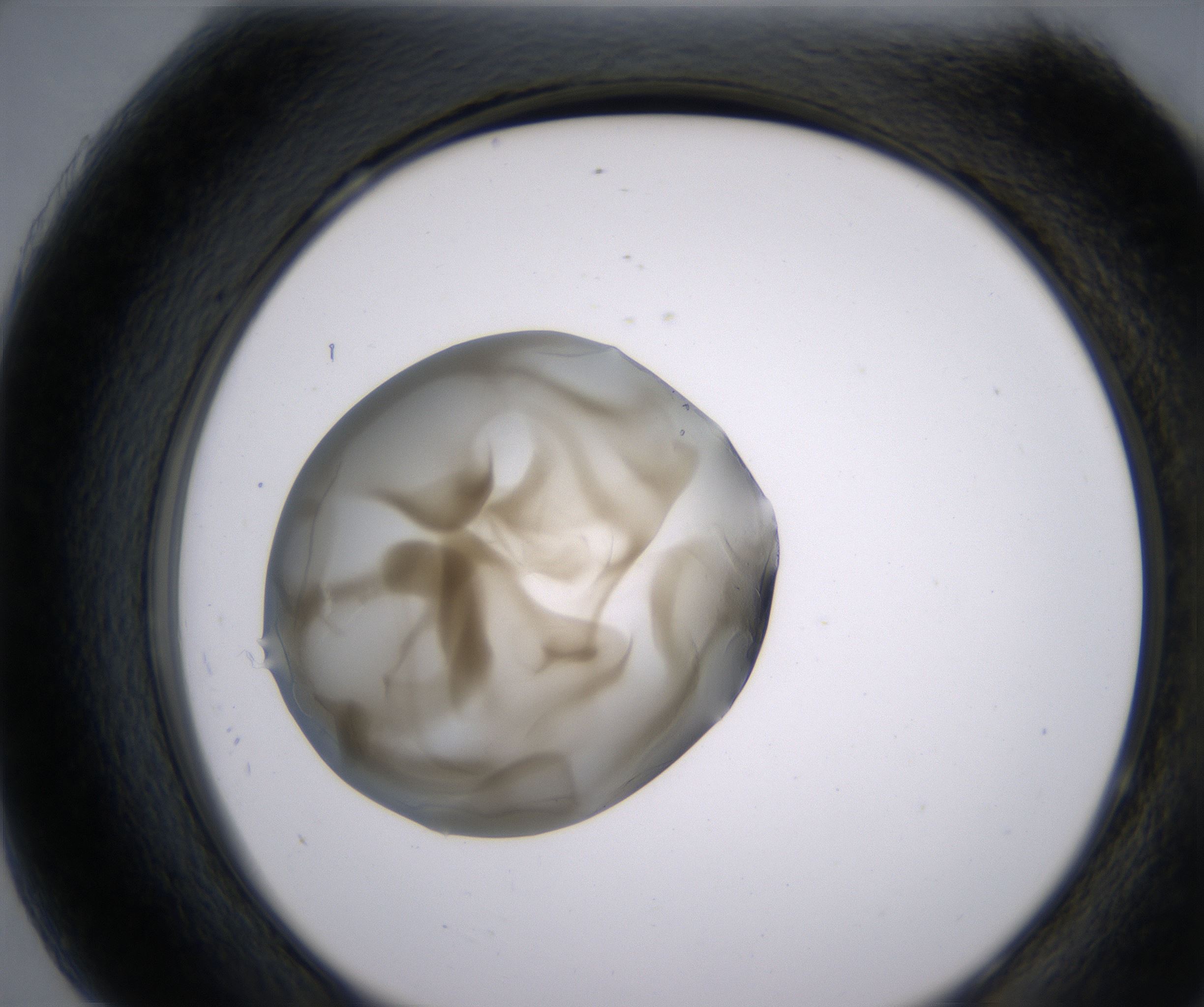 H7_HighResolution_Precipitate_2.jpg