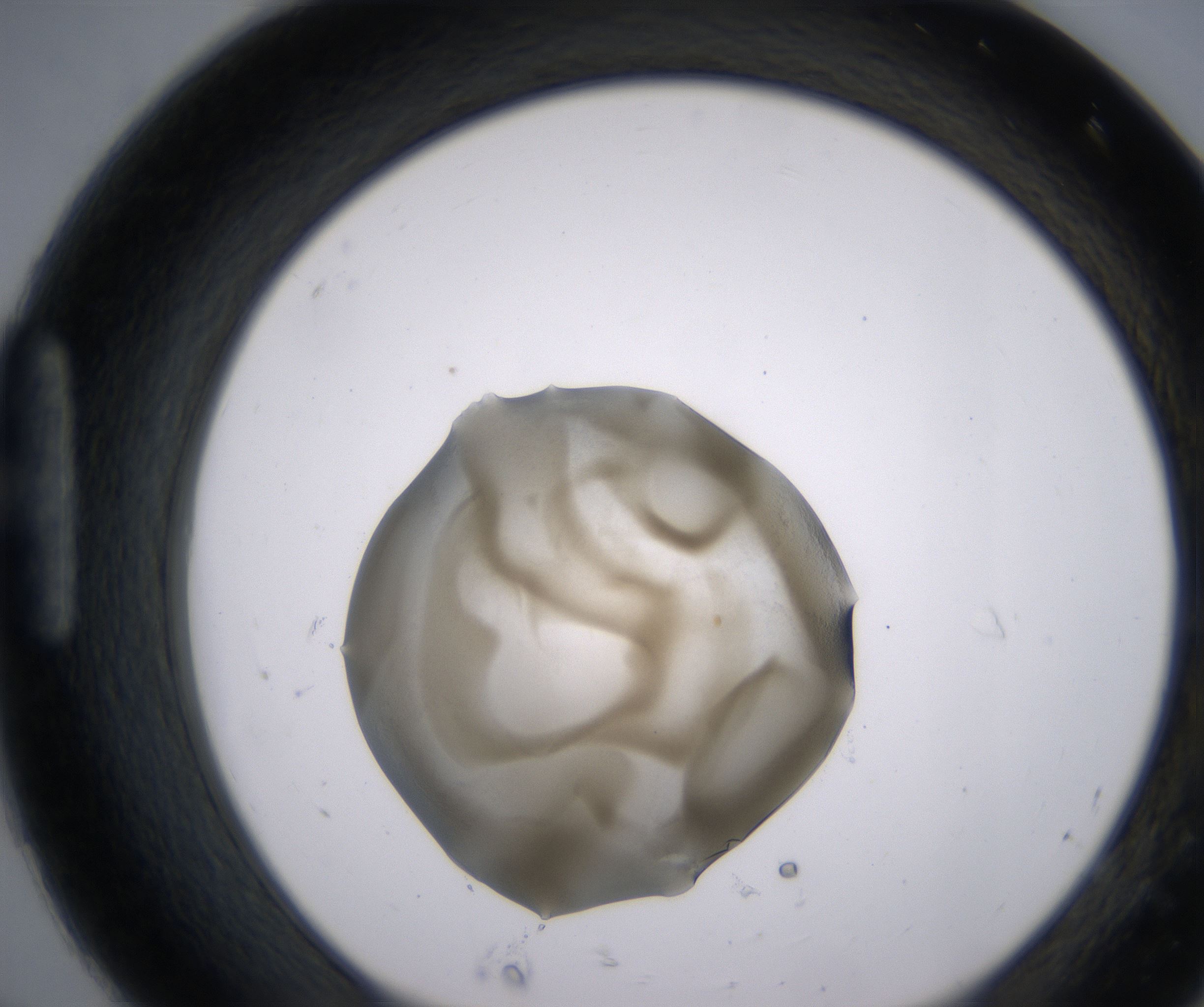 H8_HighResolution_Precipitate_1.jpg
