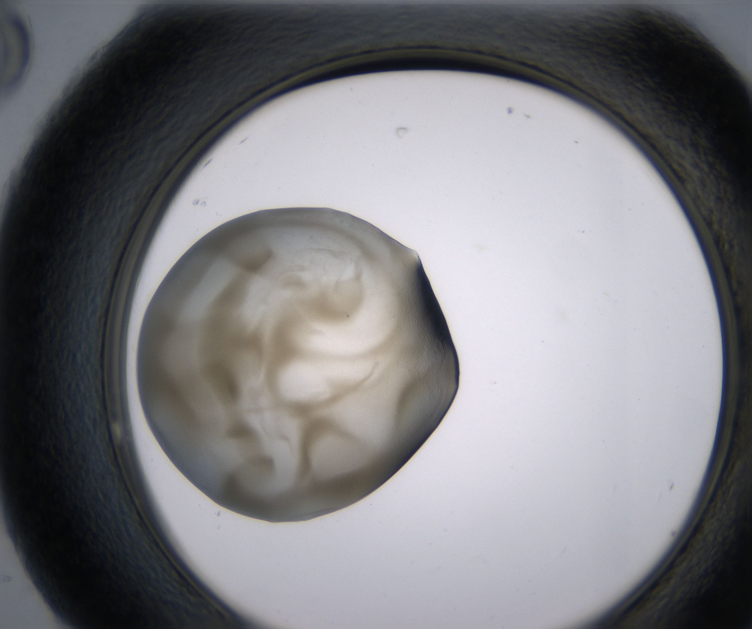 H8_HighResolution_Precipitate_2.jpg