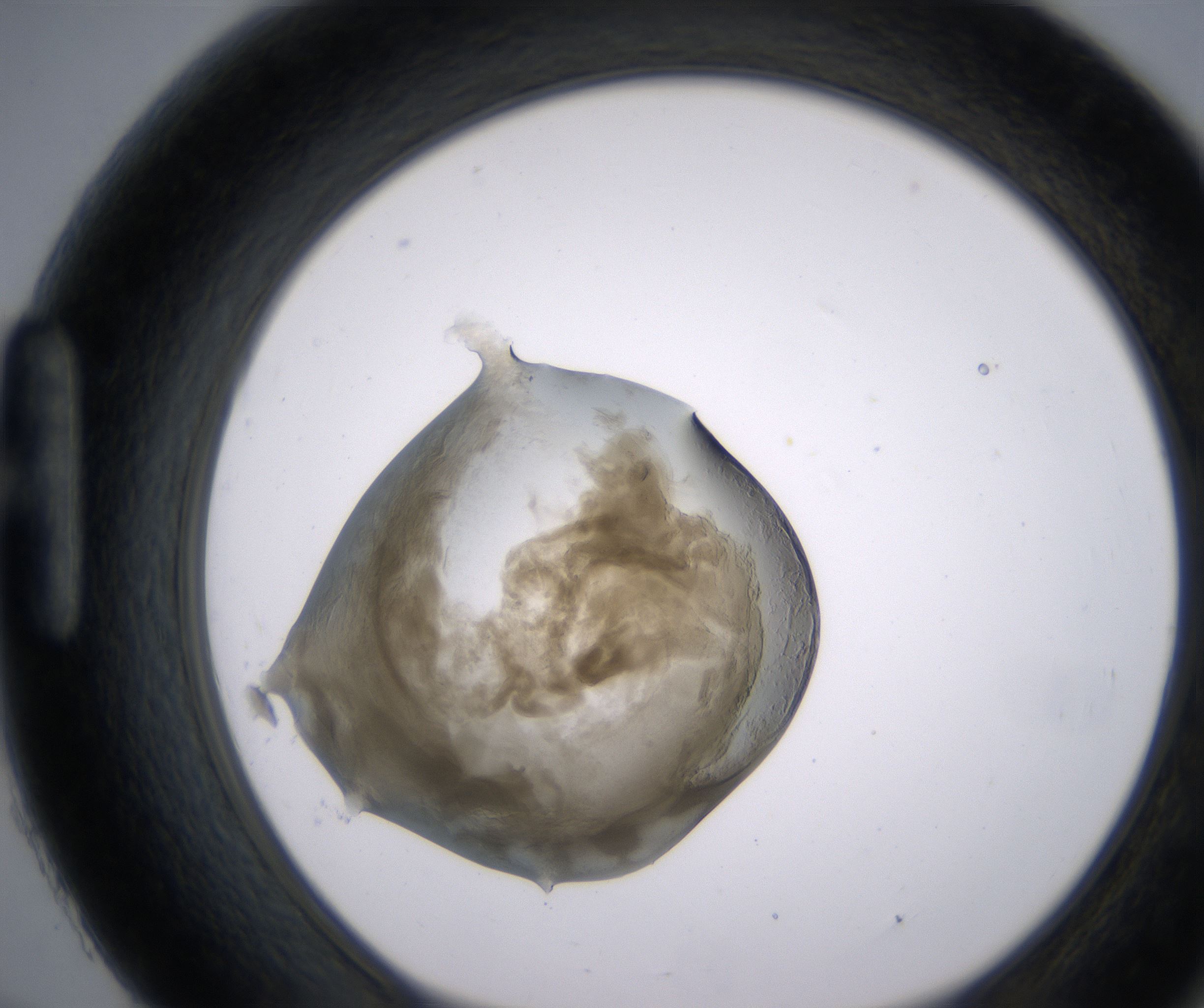H9_HighResolution_Precipitate_1.jpg