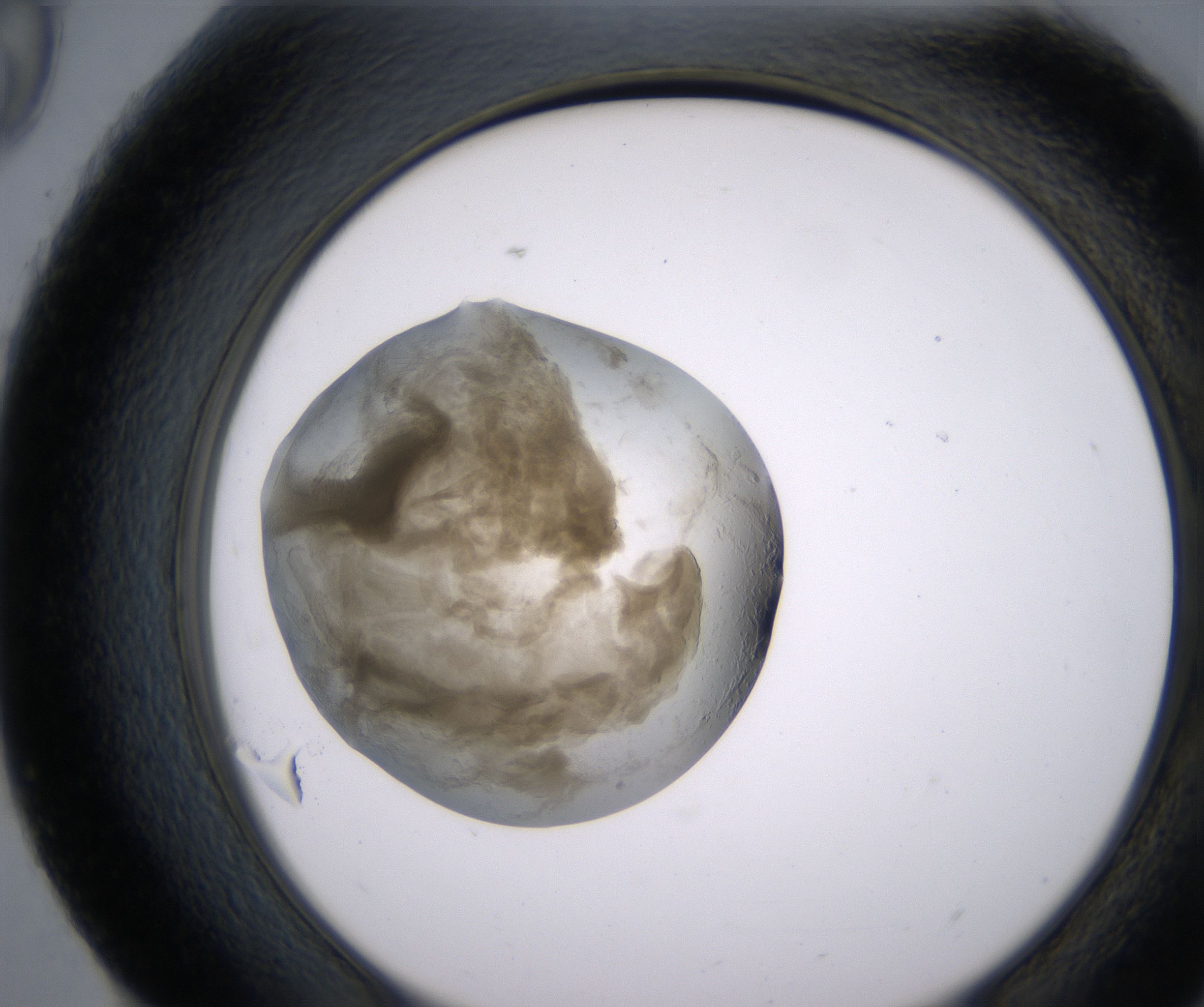 H9_HighResolution_Precipitate_2.jpg
