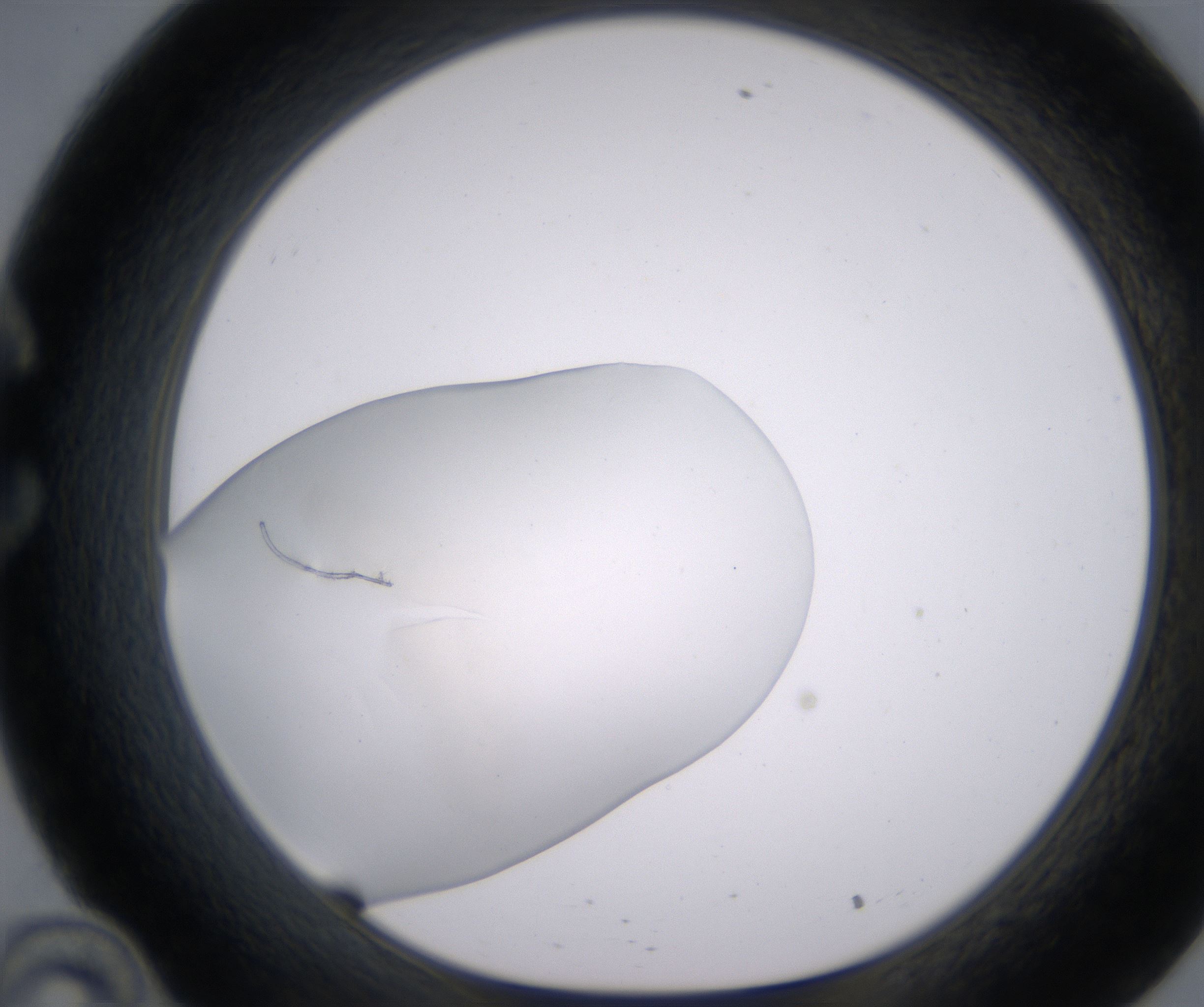 C10_HighResolution_Clear_1.jpg