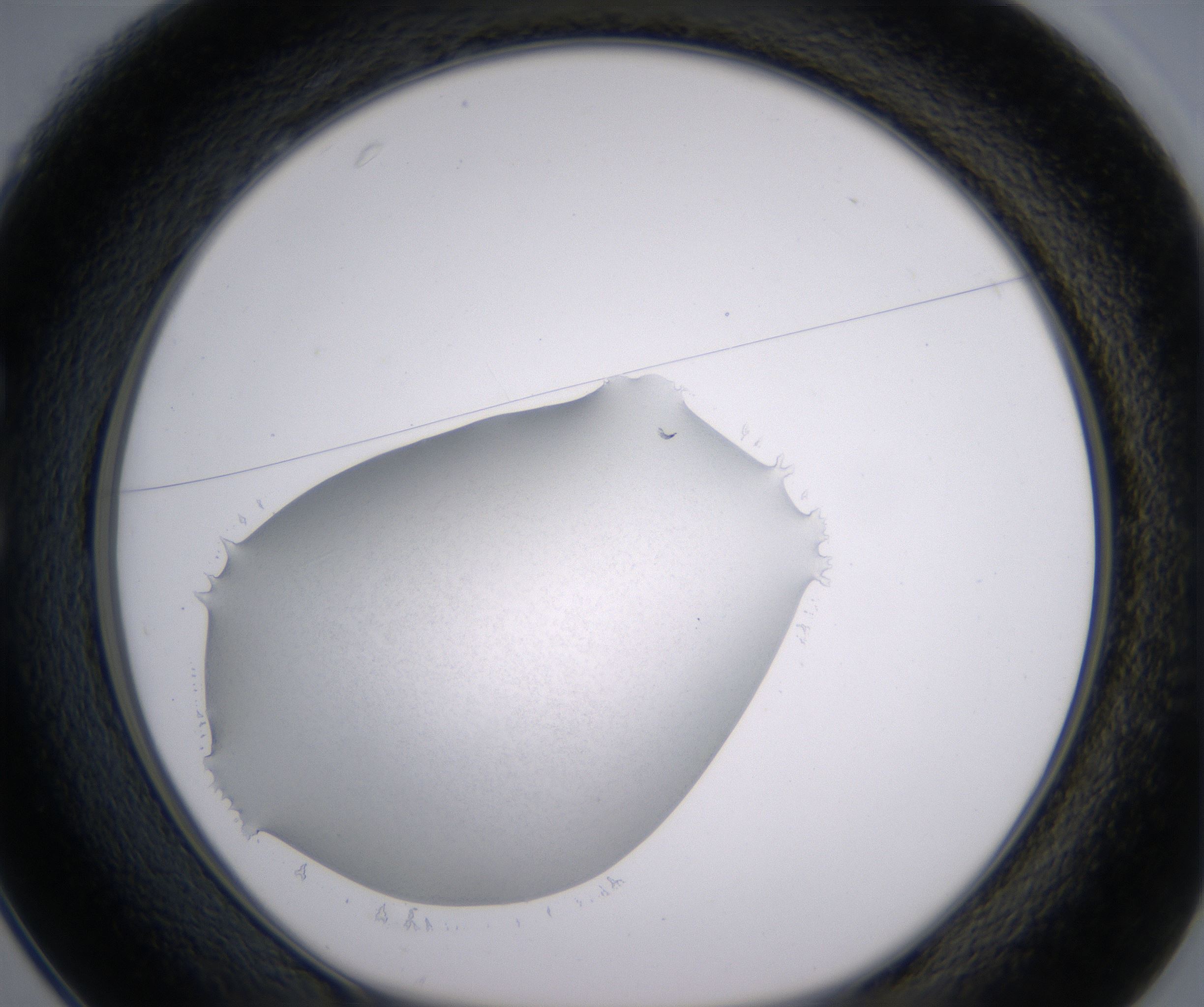C1_HighResolution_Clear_1.jpg