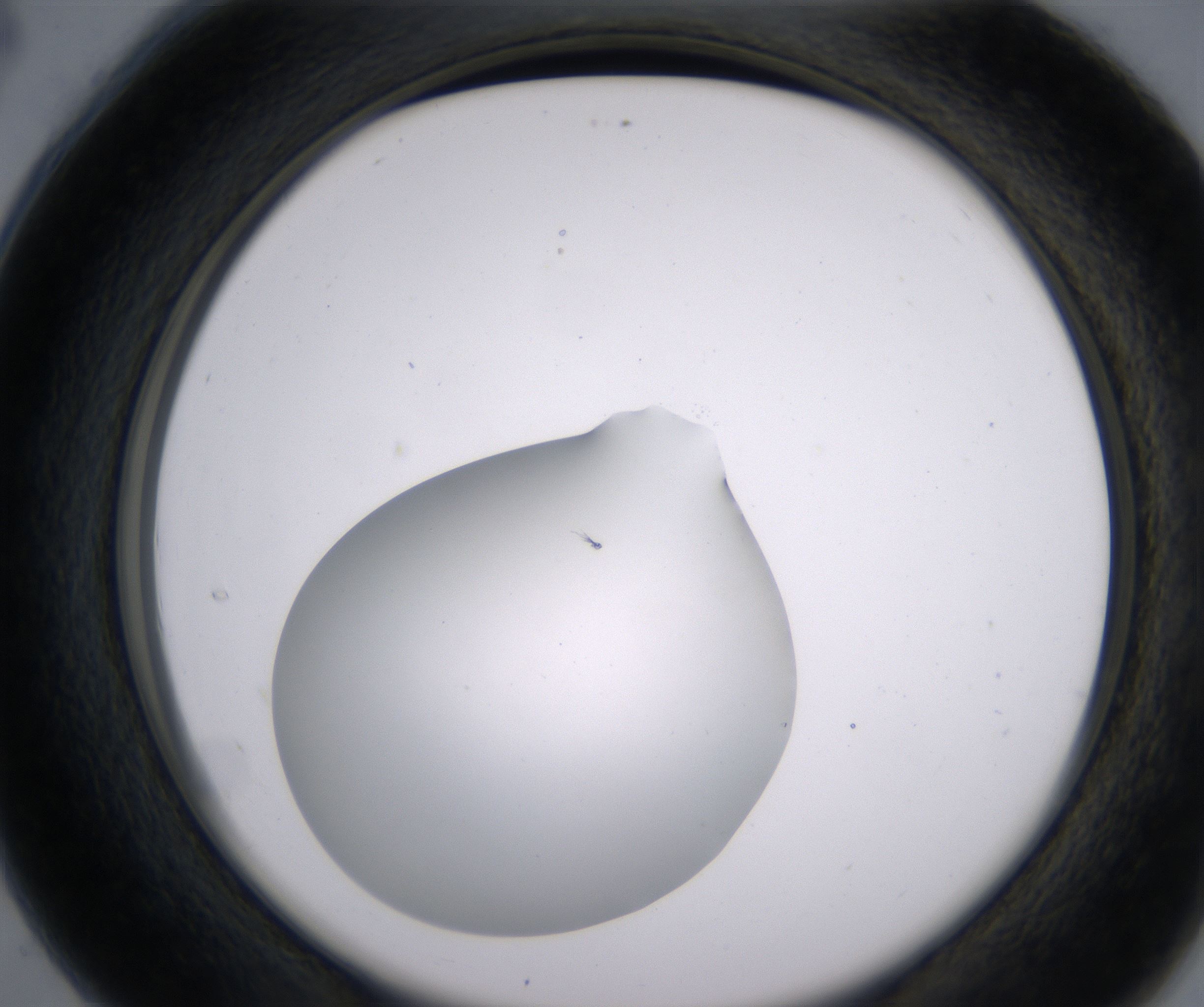 C4_HighResolution_Clear_2.jpg