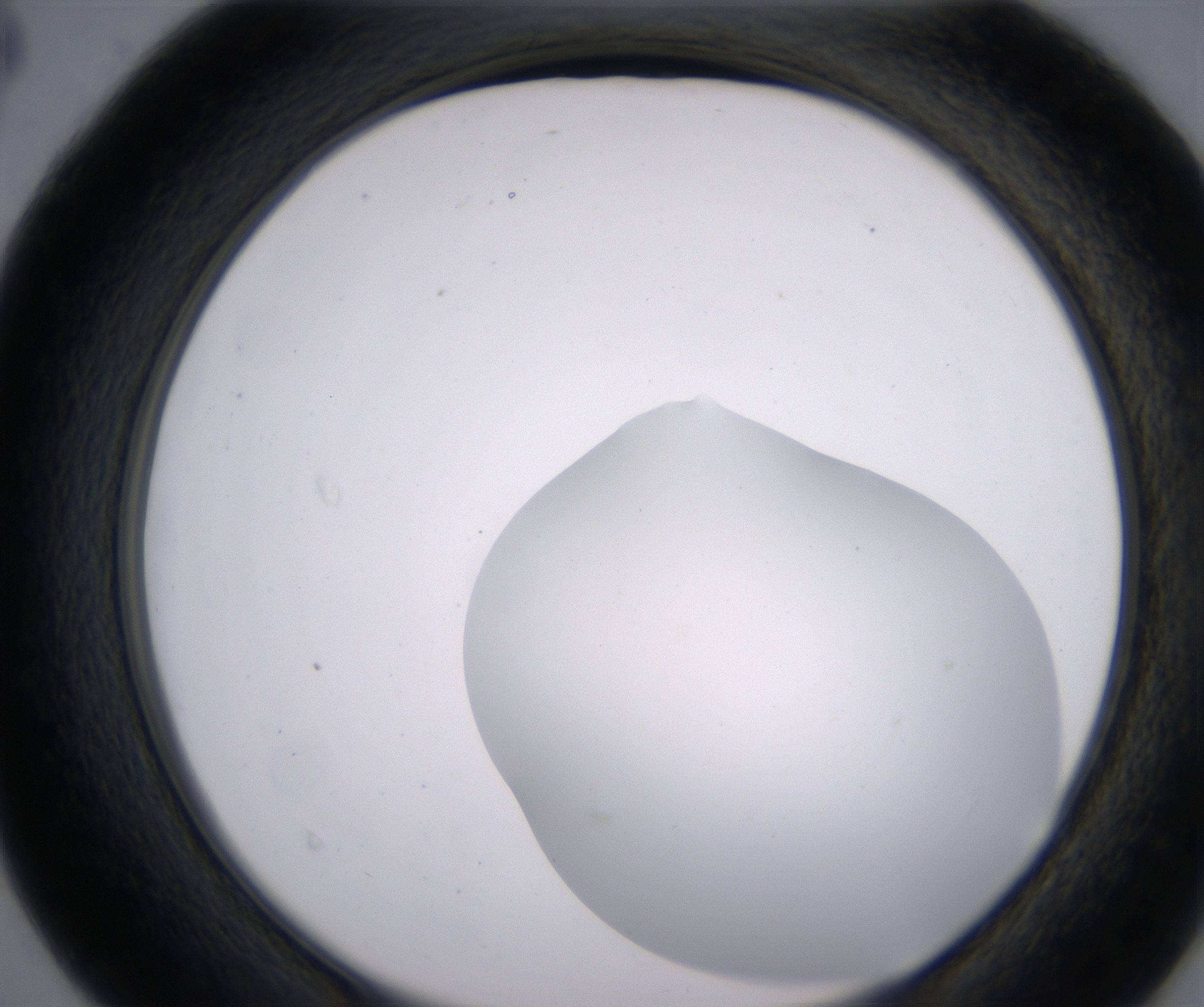 D4_HighResolution_Clear_2.jpg