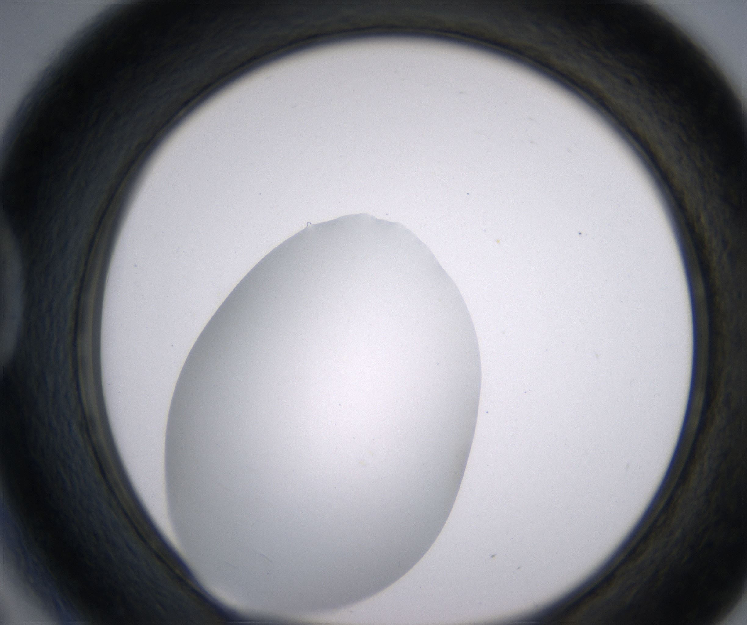 D5_HighResolution_Clear_1.jpg