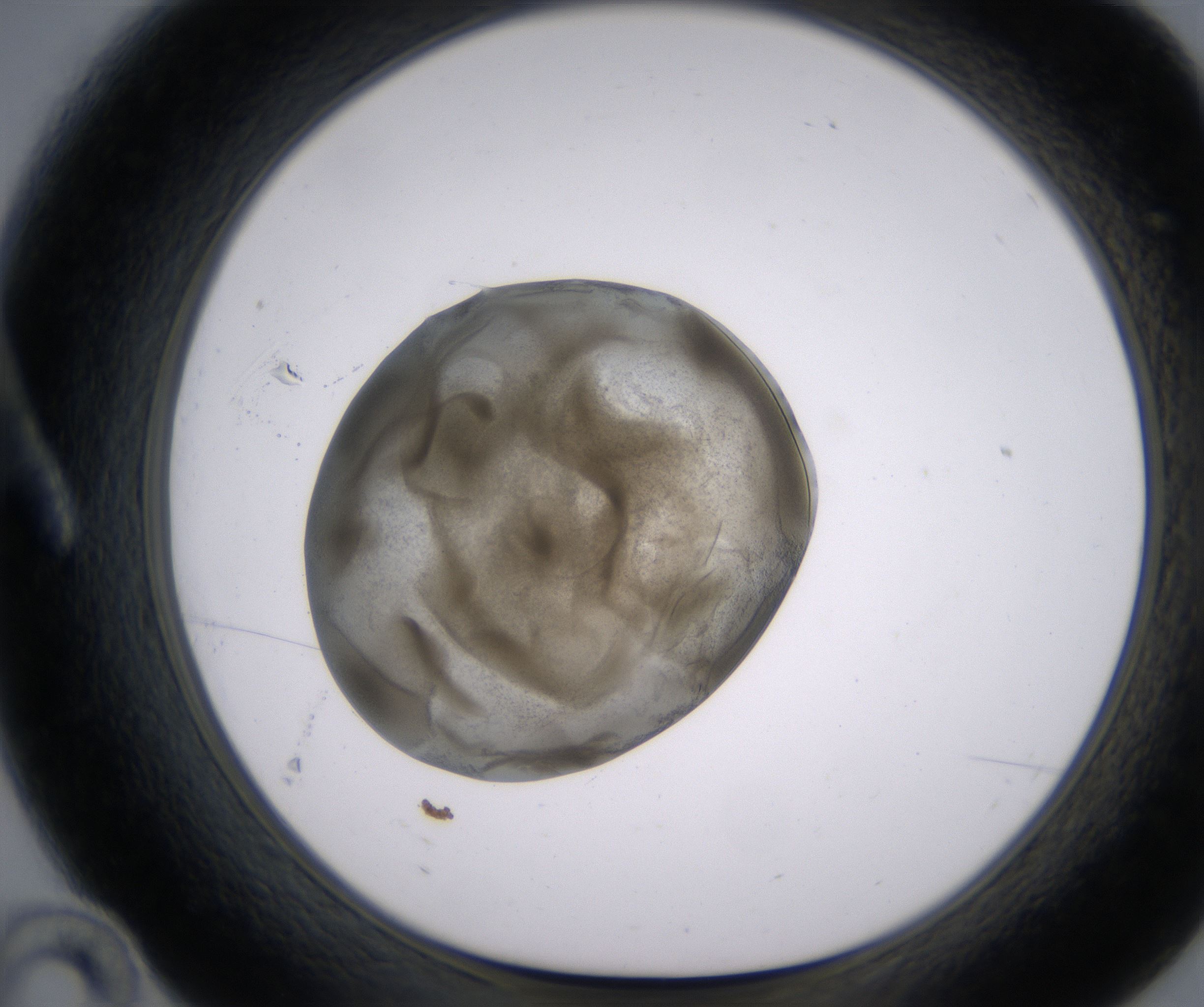 A10_HighResolution_Precipitate_1.jpg