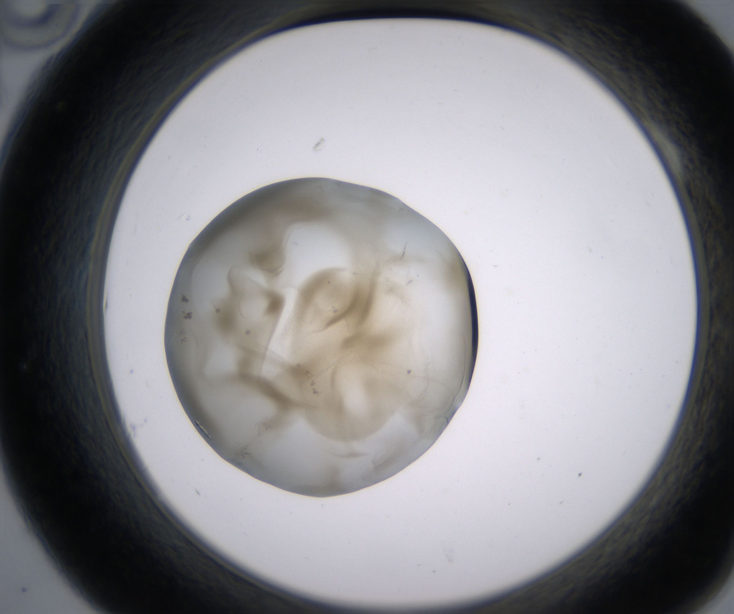 A10_HighResolution_Precipitate_2.jpg