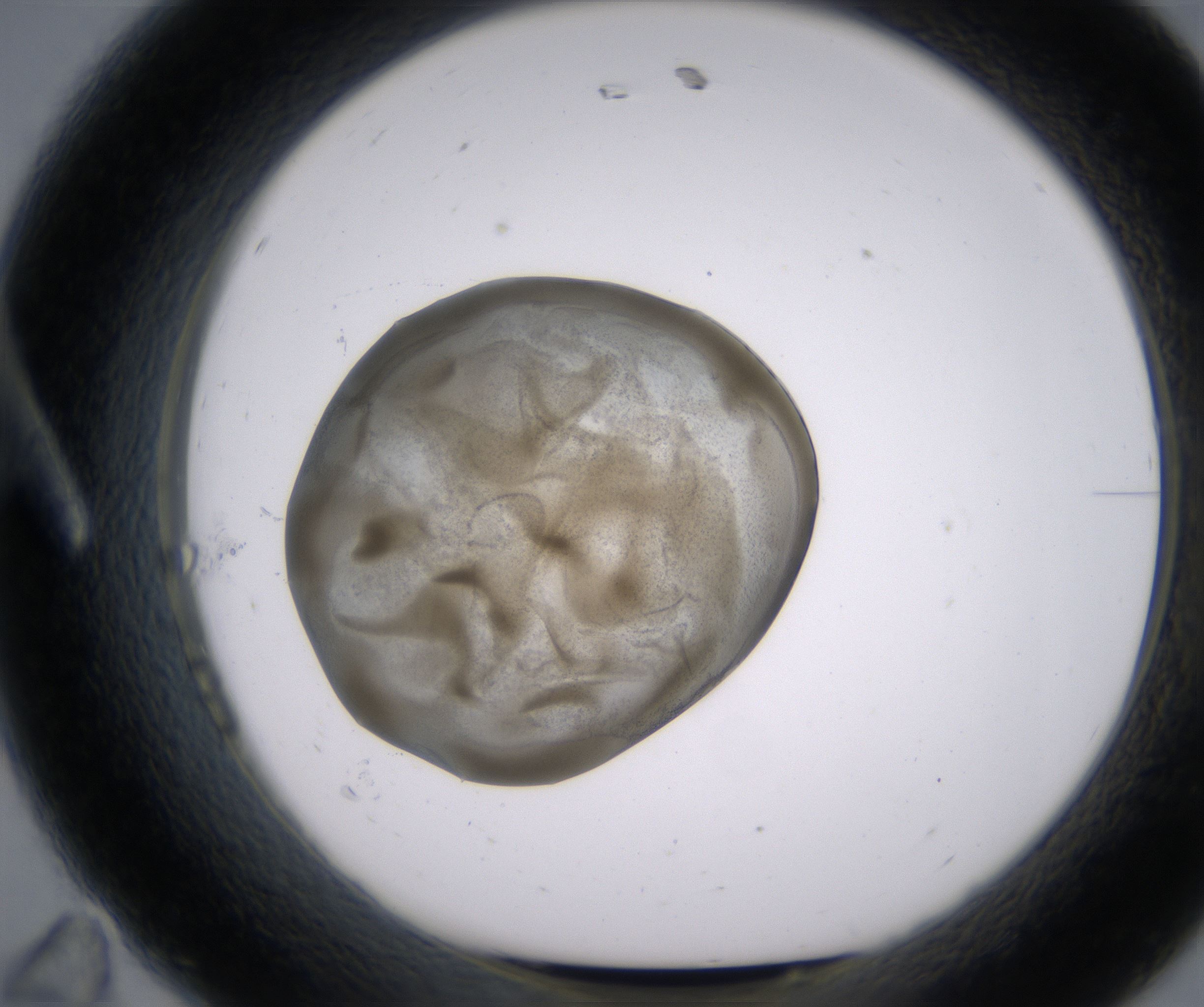 A11_HighResolution_Precipitate_1.jpg