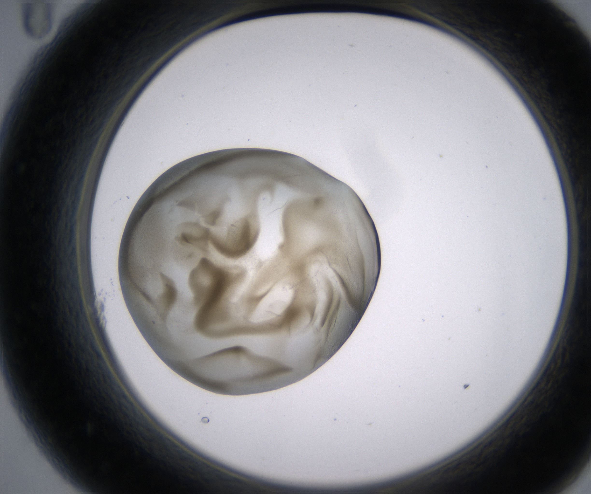 A11_HighResolution_Precipitate_2.jpg