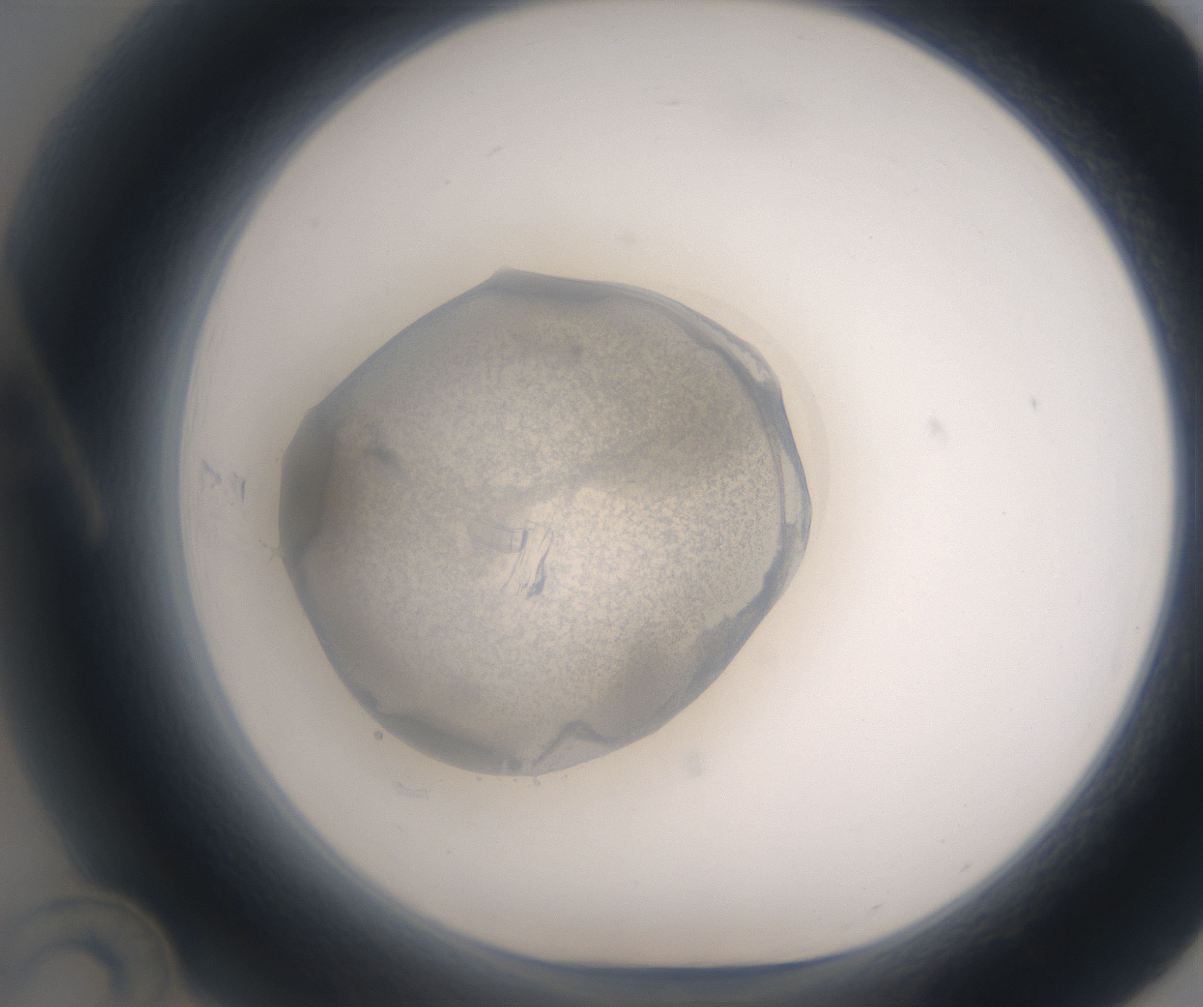 A12_HighResolution_Precipitate_1.jpg