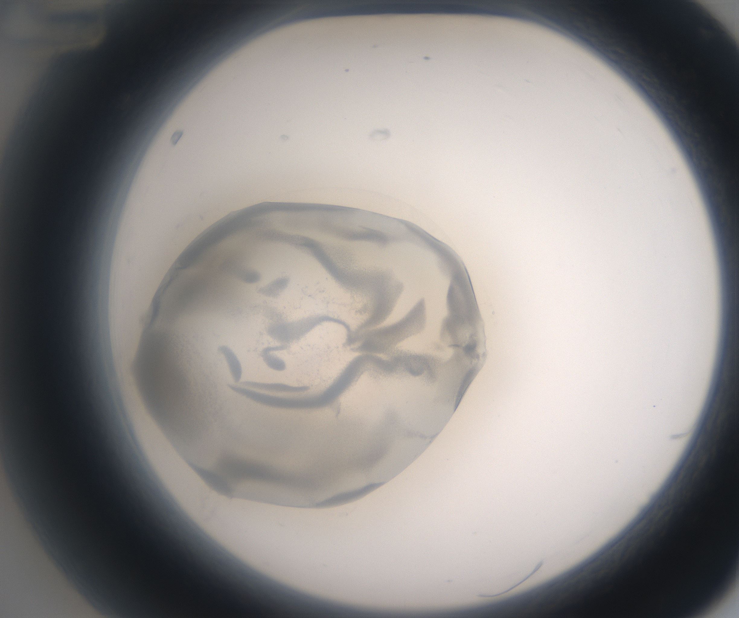A12_HighResolution_Precipitate_2.jpg
