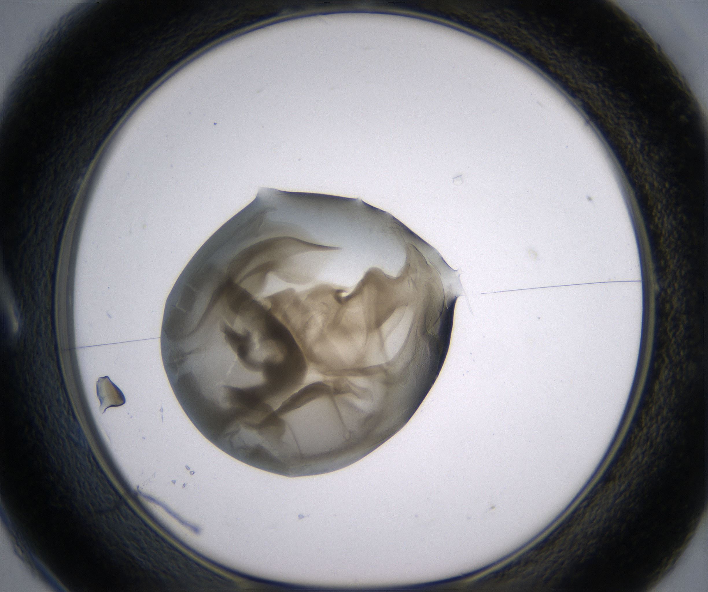 A1_HighResolution_Precipitate_1.jpg