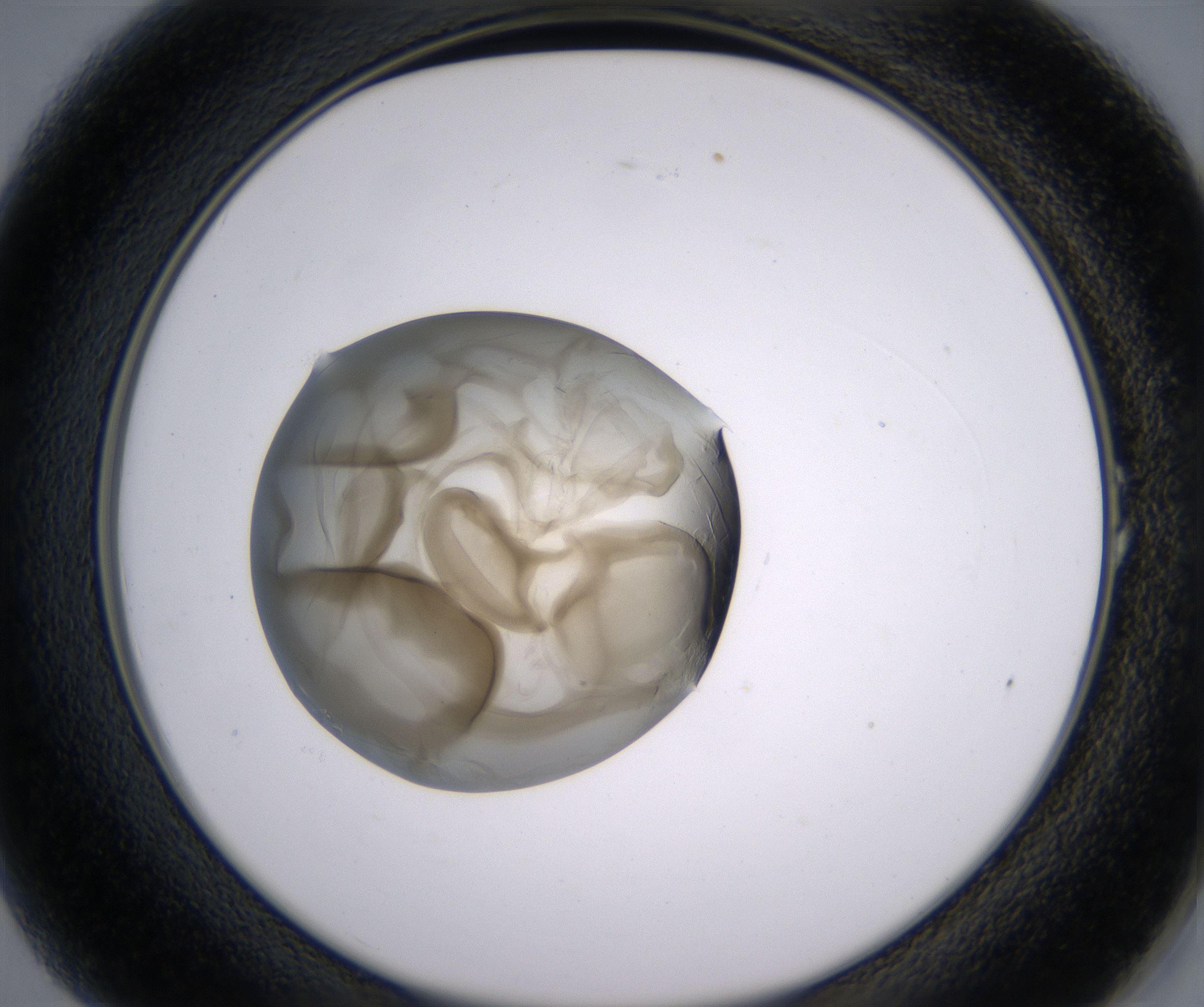 A1_HighResolution_Precipitate_2.jpg