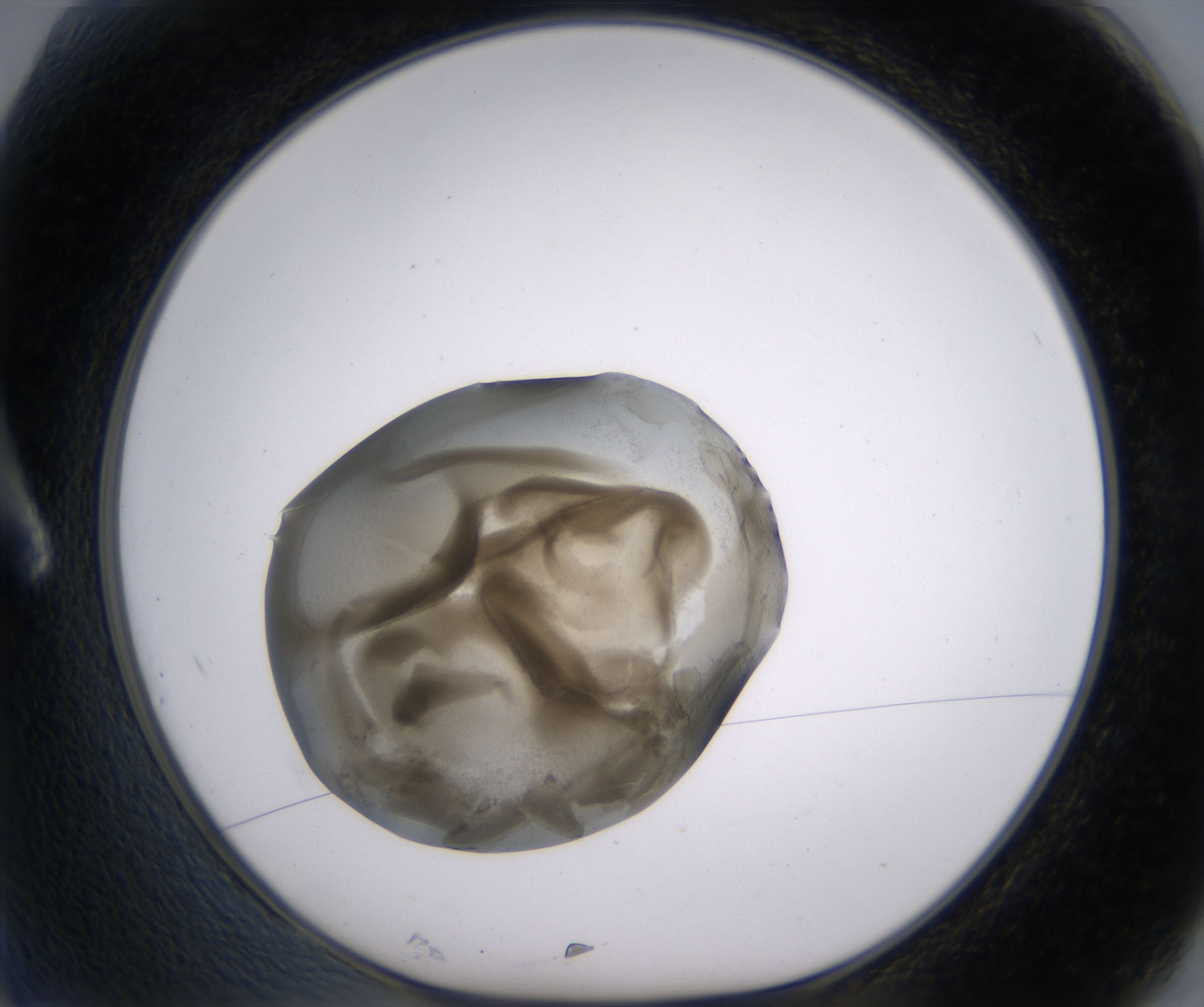A2_HighResolution_Precipitate_1.jpg