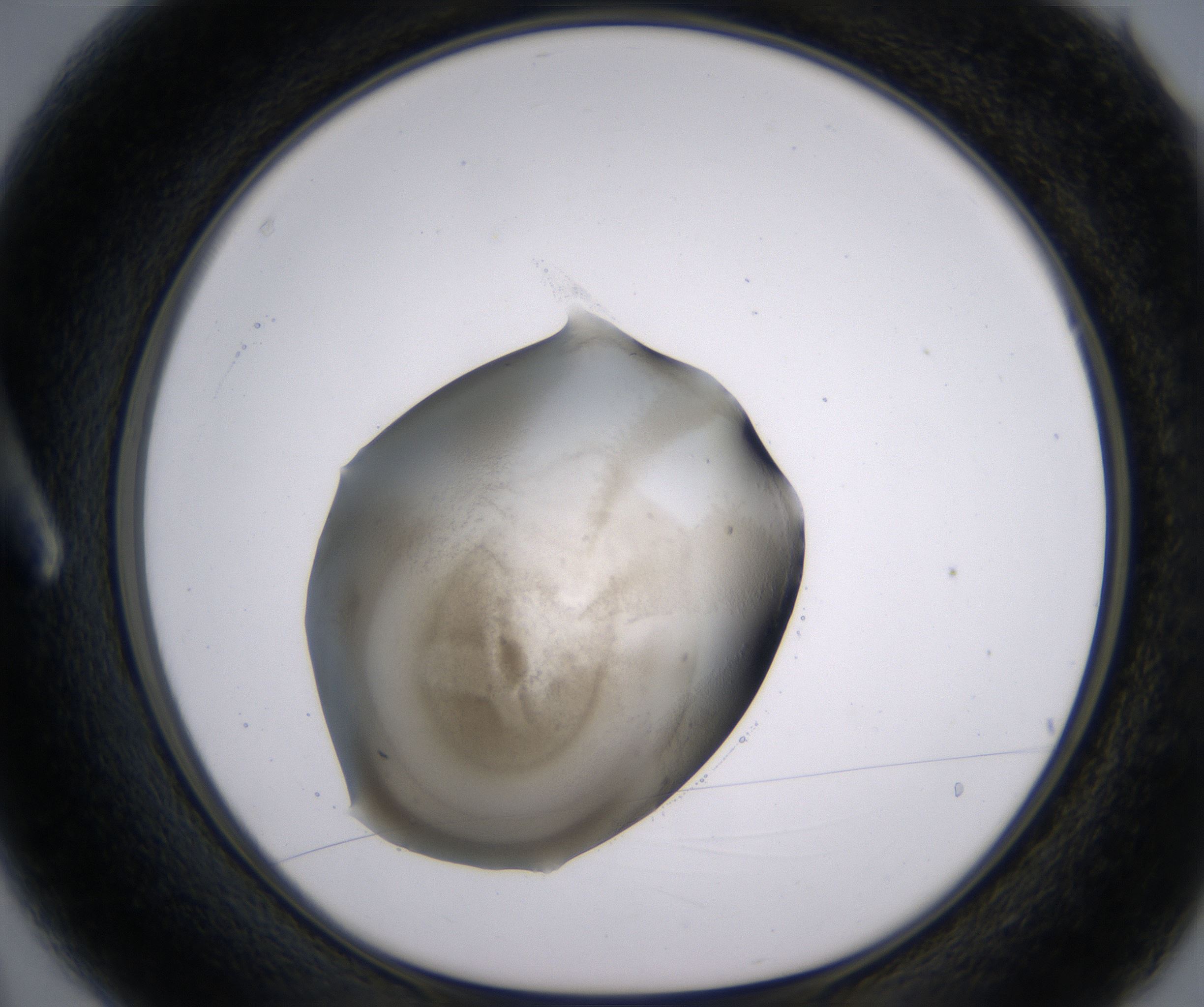 A3_HighResolution_Precipitate_1.jpg
