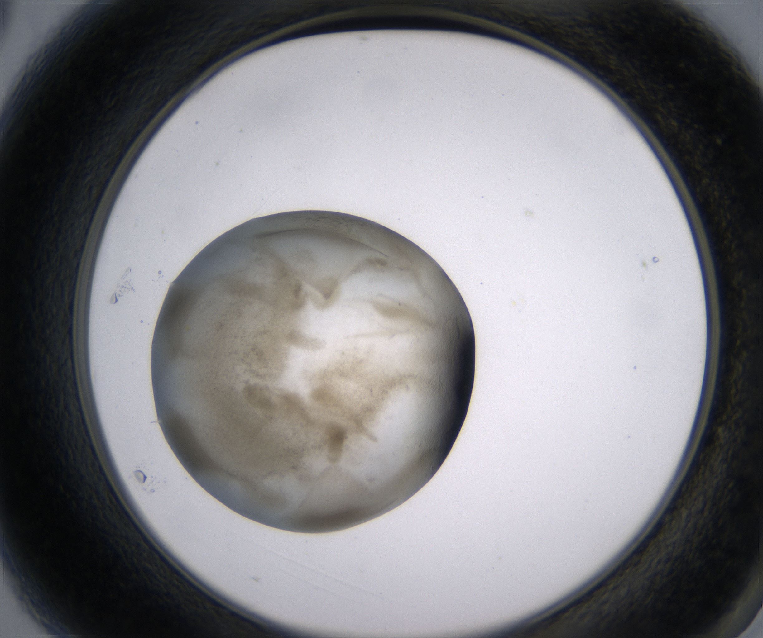 A3_HighResolution_Precipitate_2.jpg